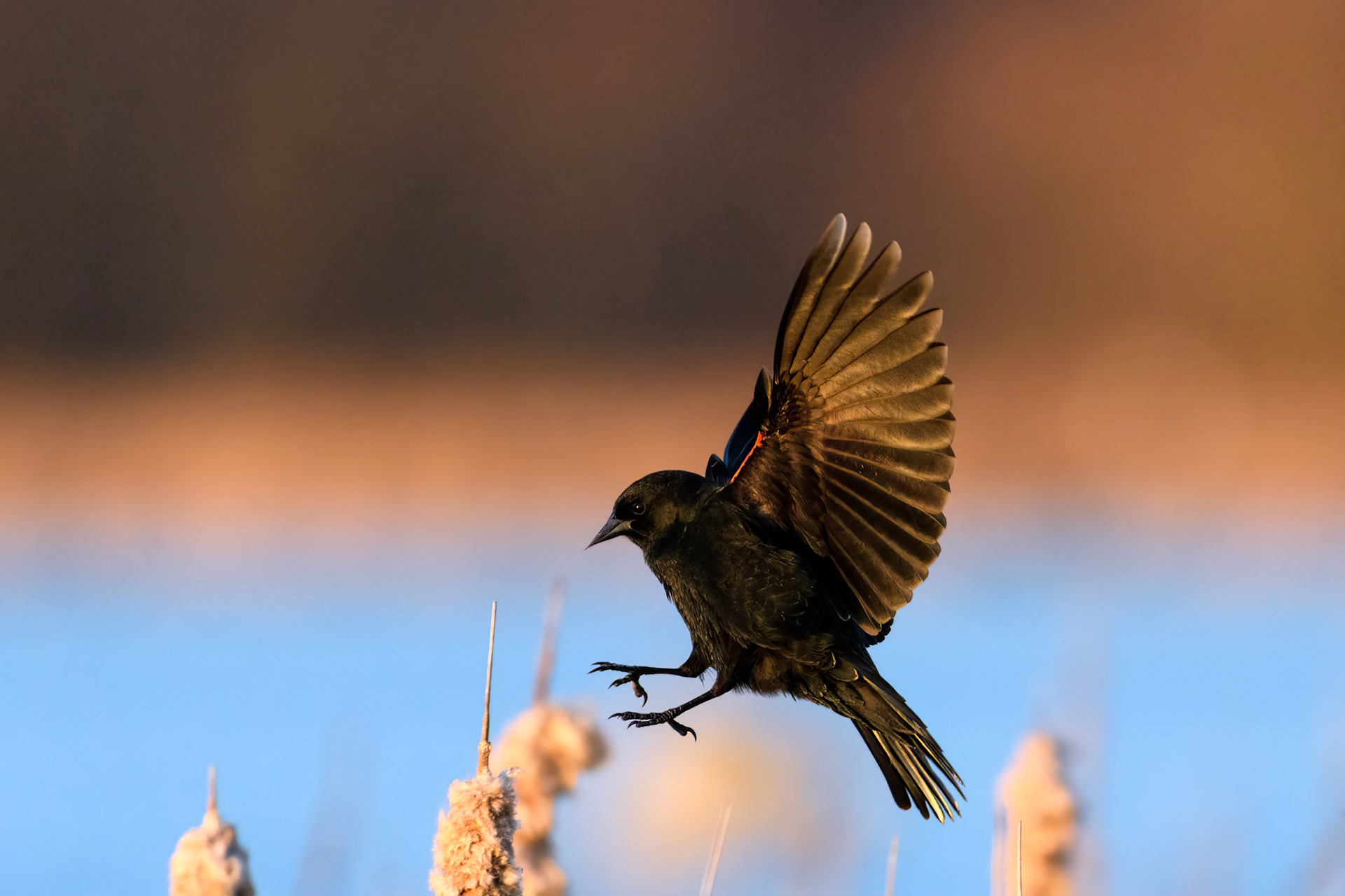 Red-winged Blackbird