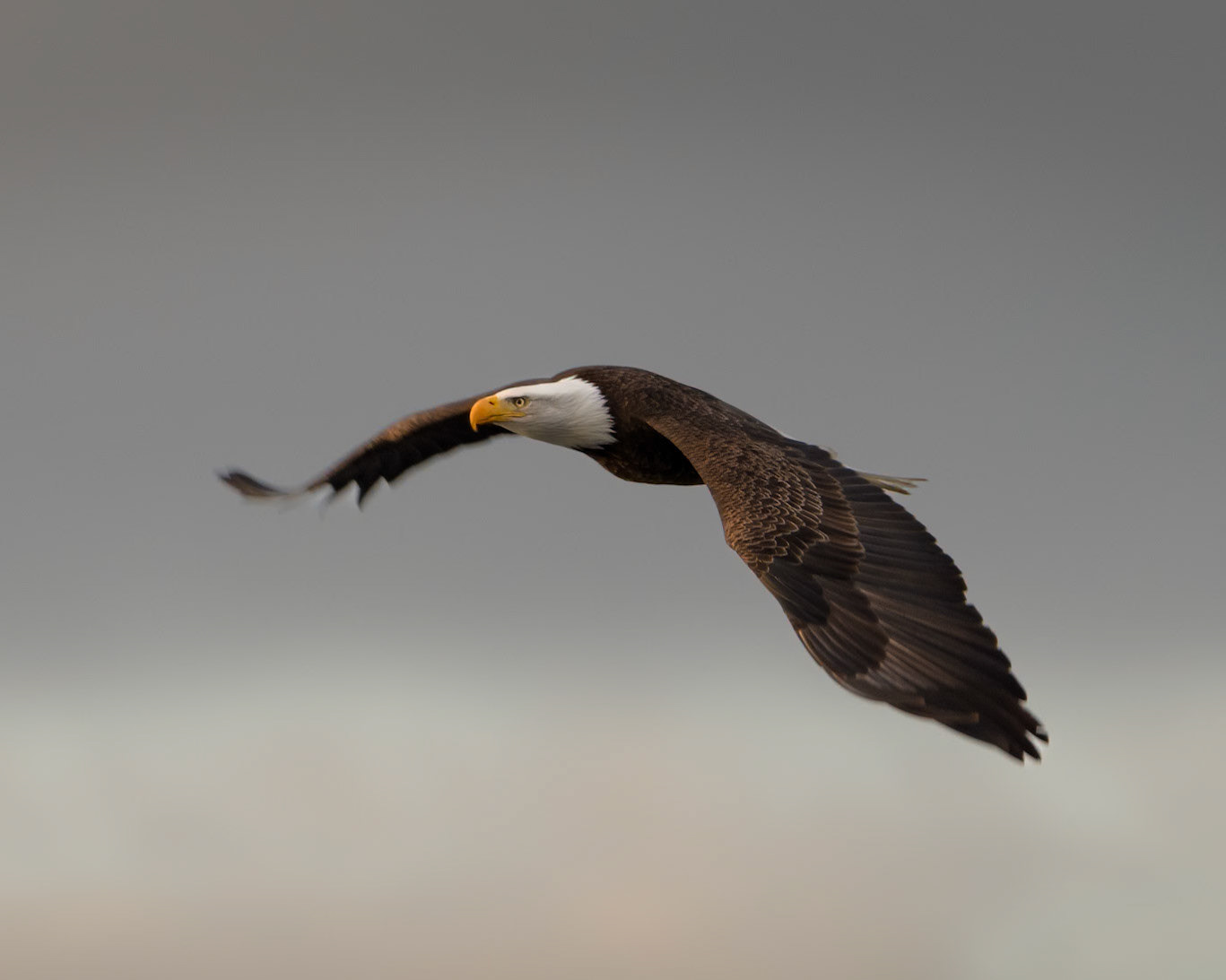 Bald Eagle