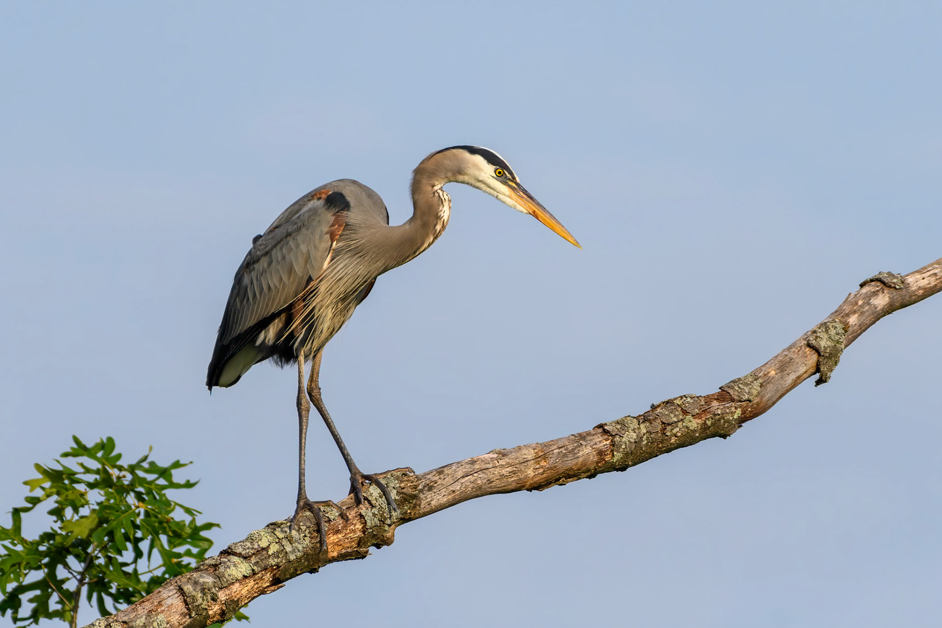 Great Blue Heron