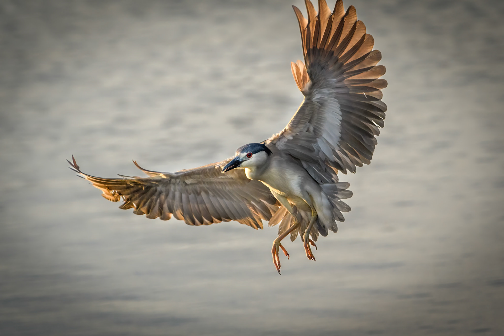 Black-crowned Night-Heron