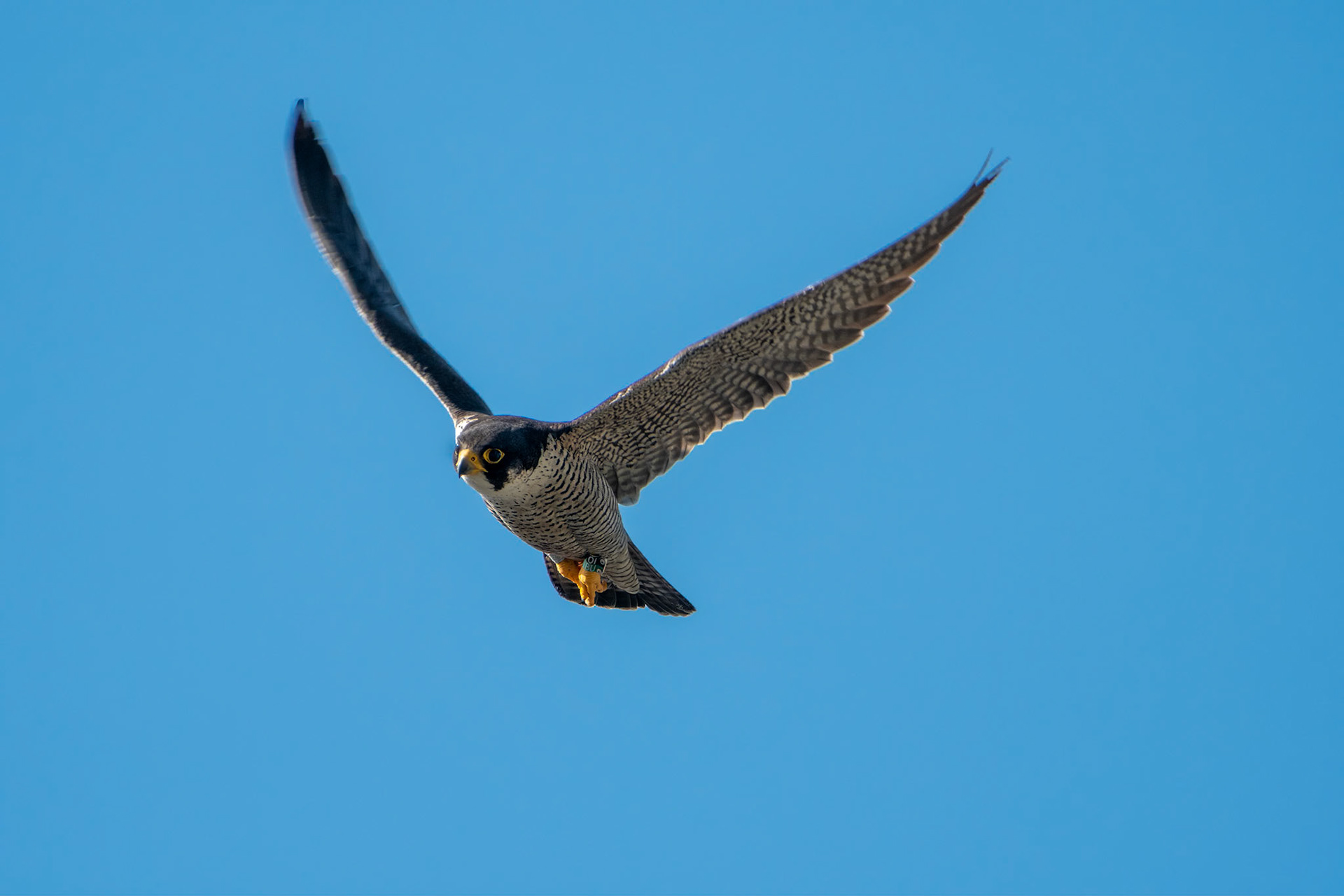 Peregrine Falcon
