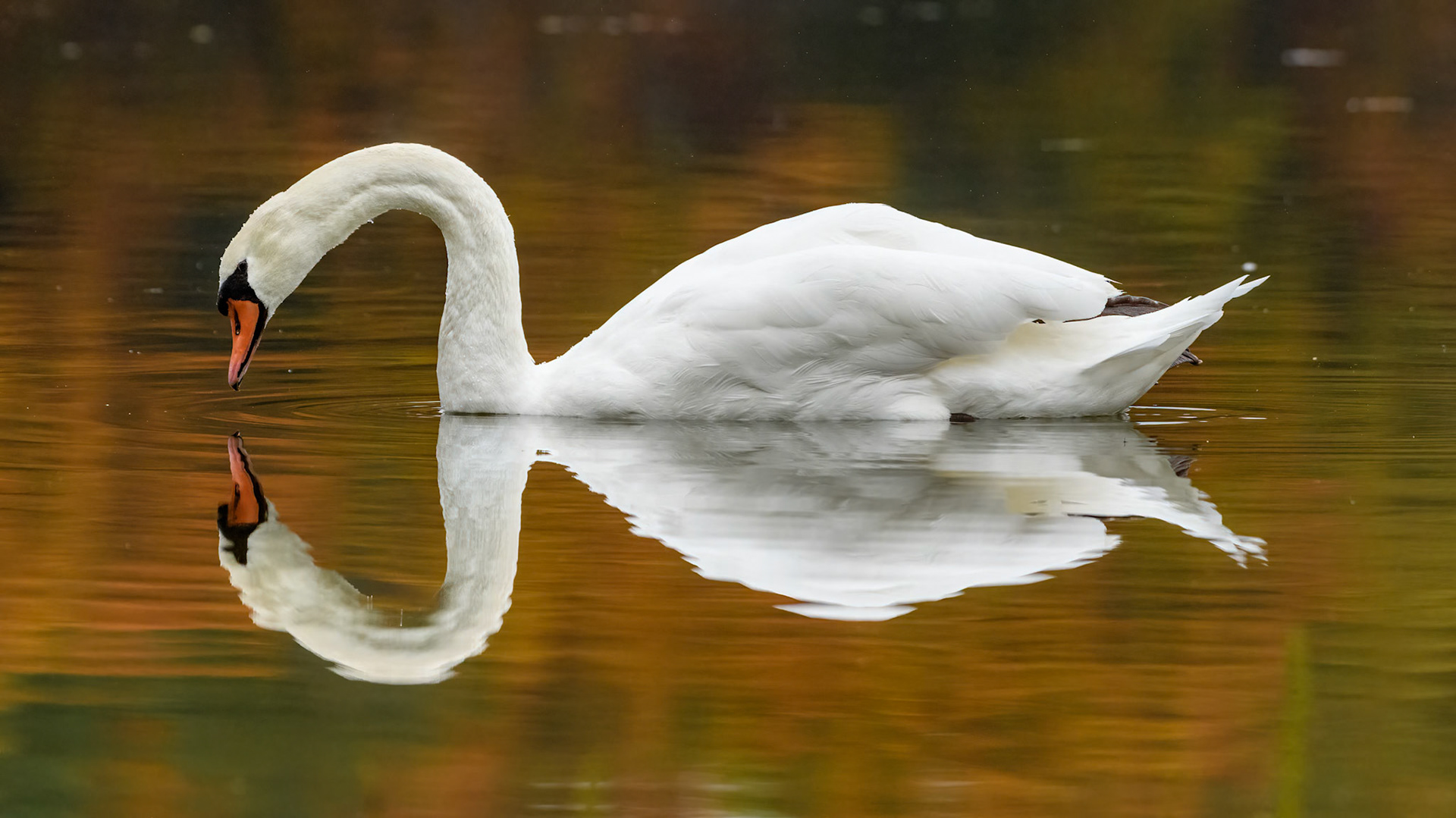 Mute Swan