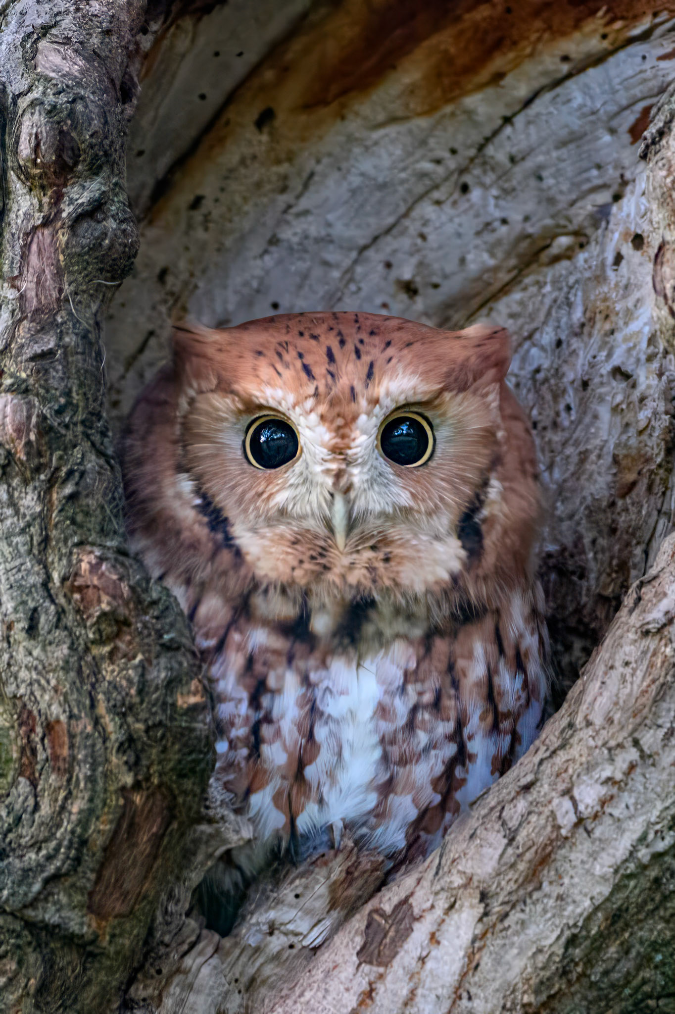 Eastern Screech Owl