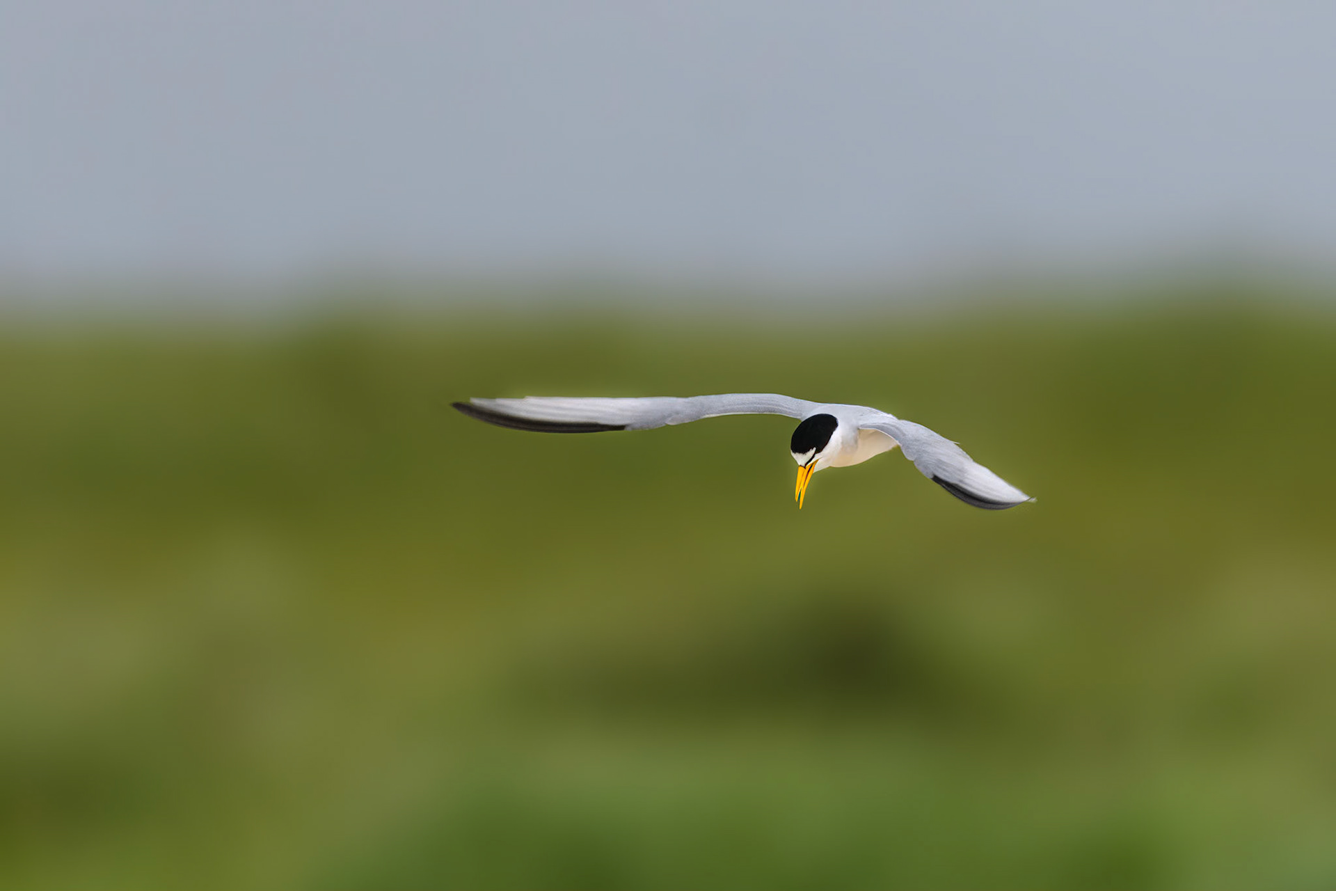 Least Tern