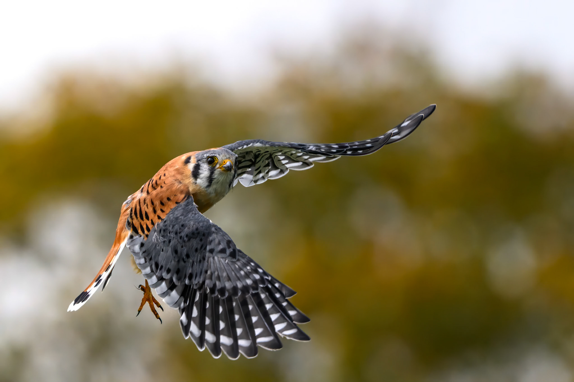 American Kestrel - Male