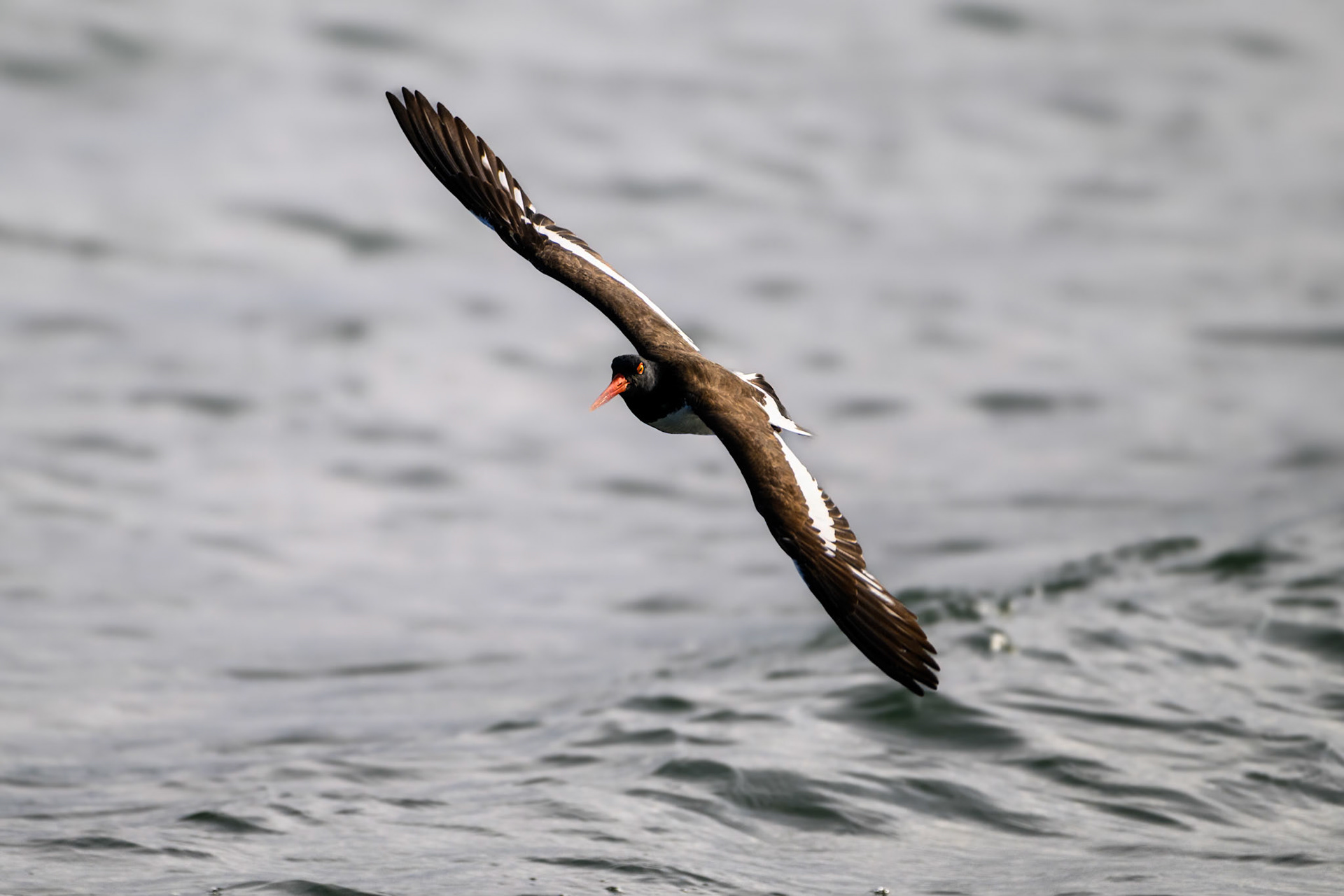 American Oystercatcher
