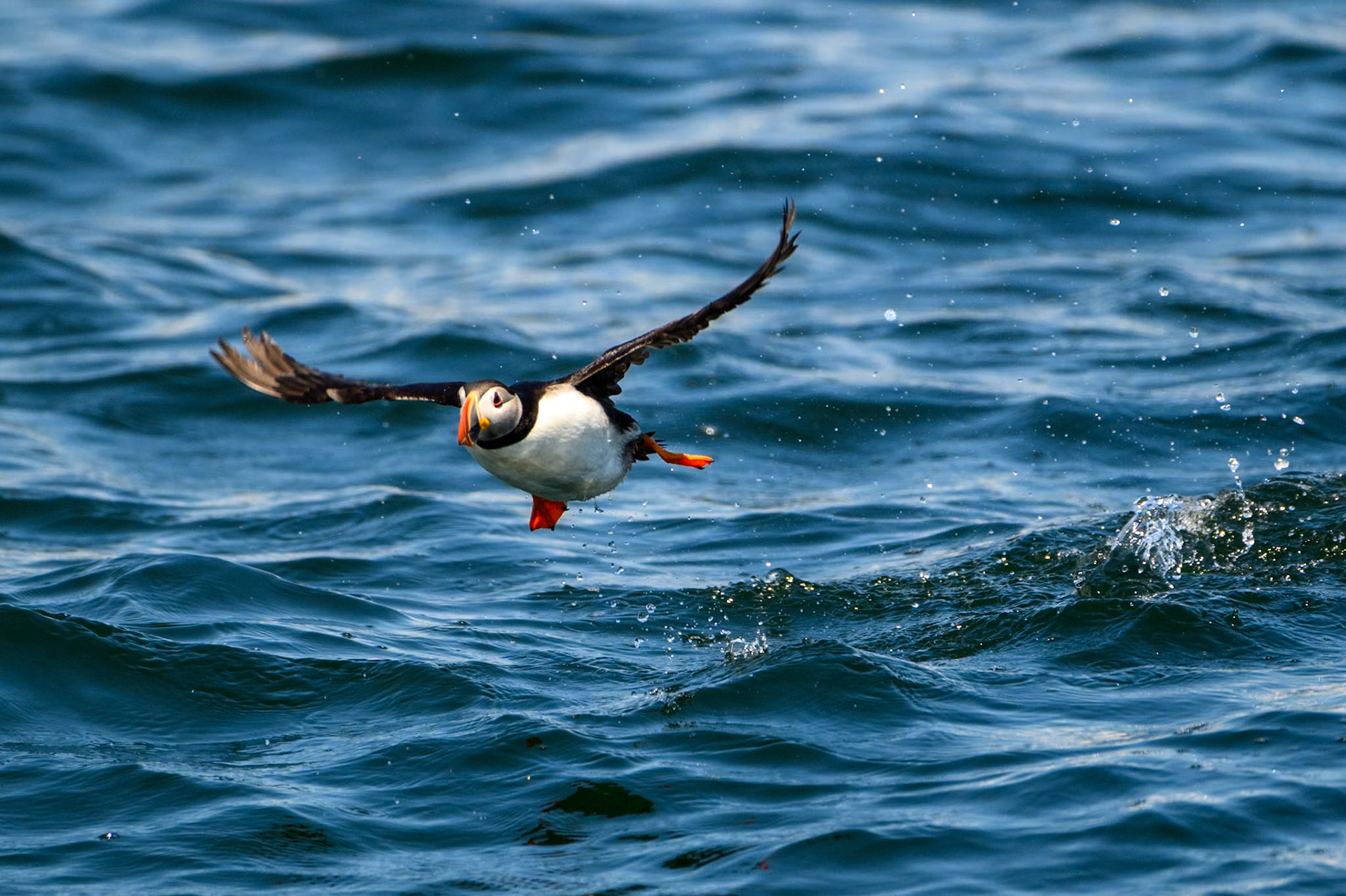 Atlantic Puffin