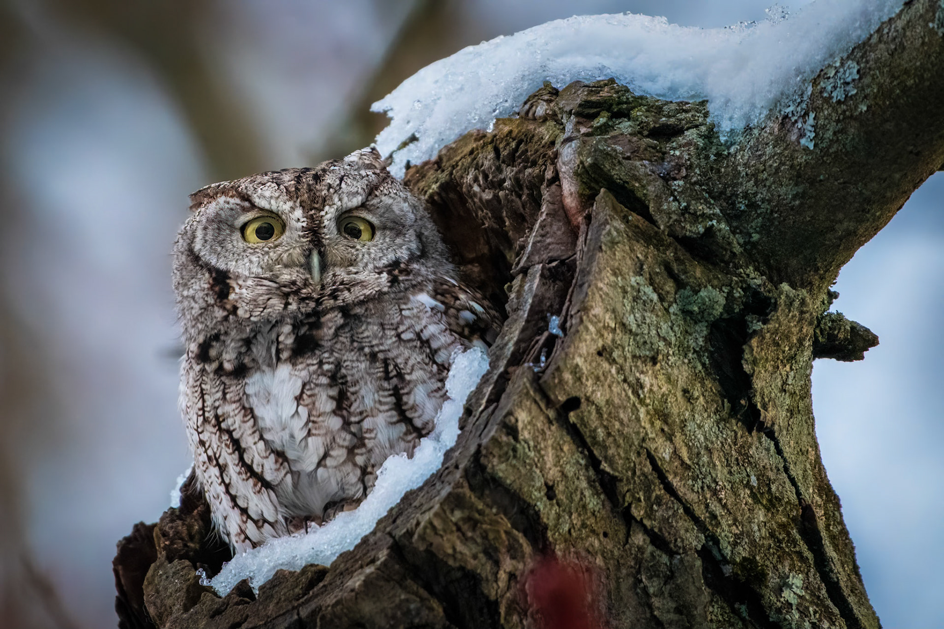 Eastern Screech Owl