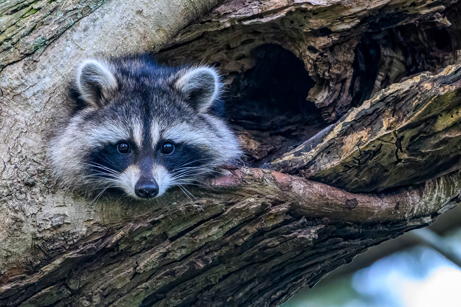 Racoon