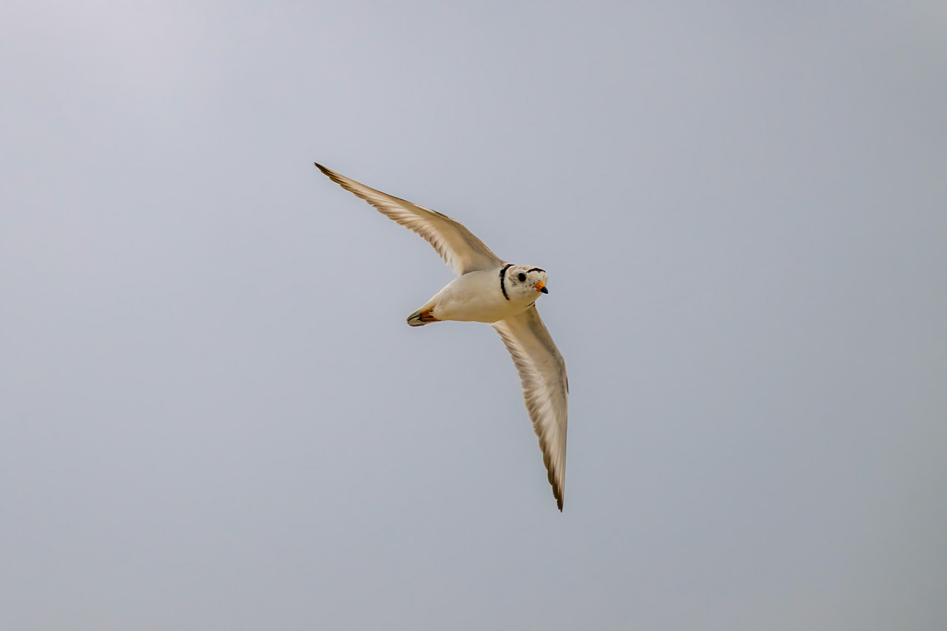 Piping Plover