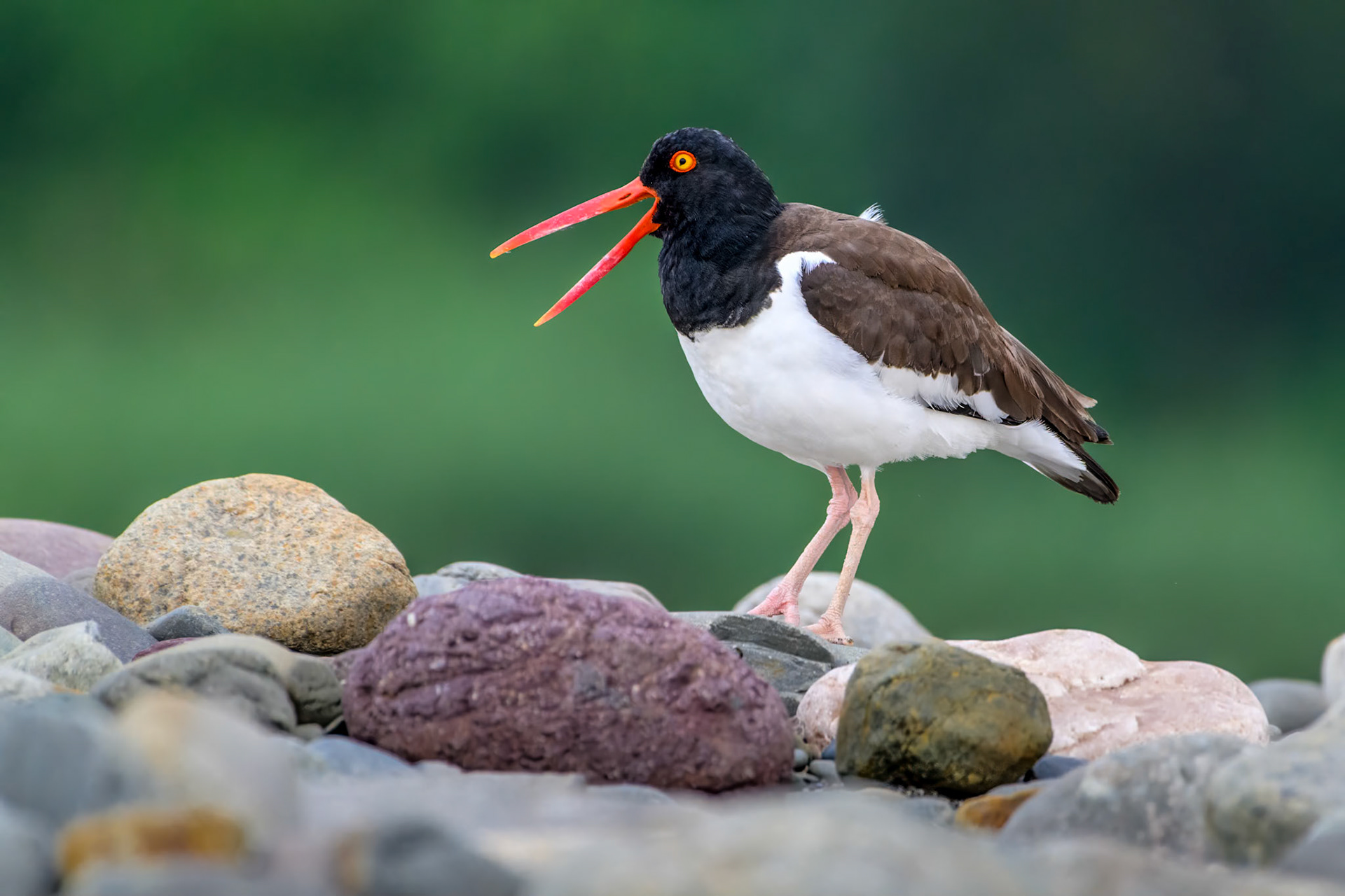 American Oystercatcher