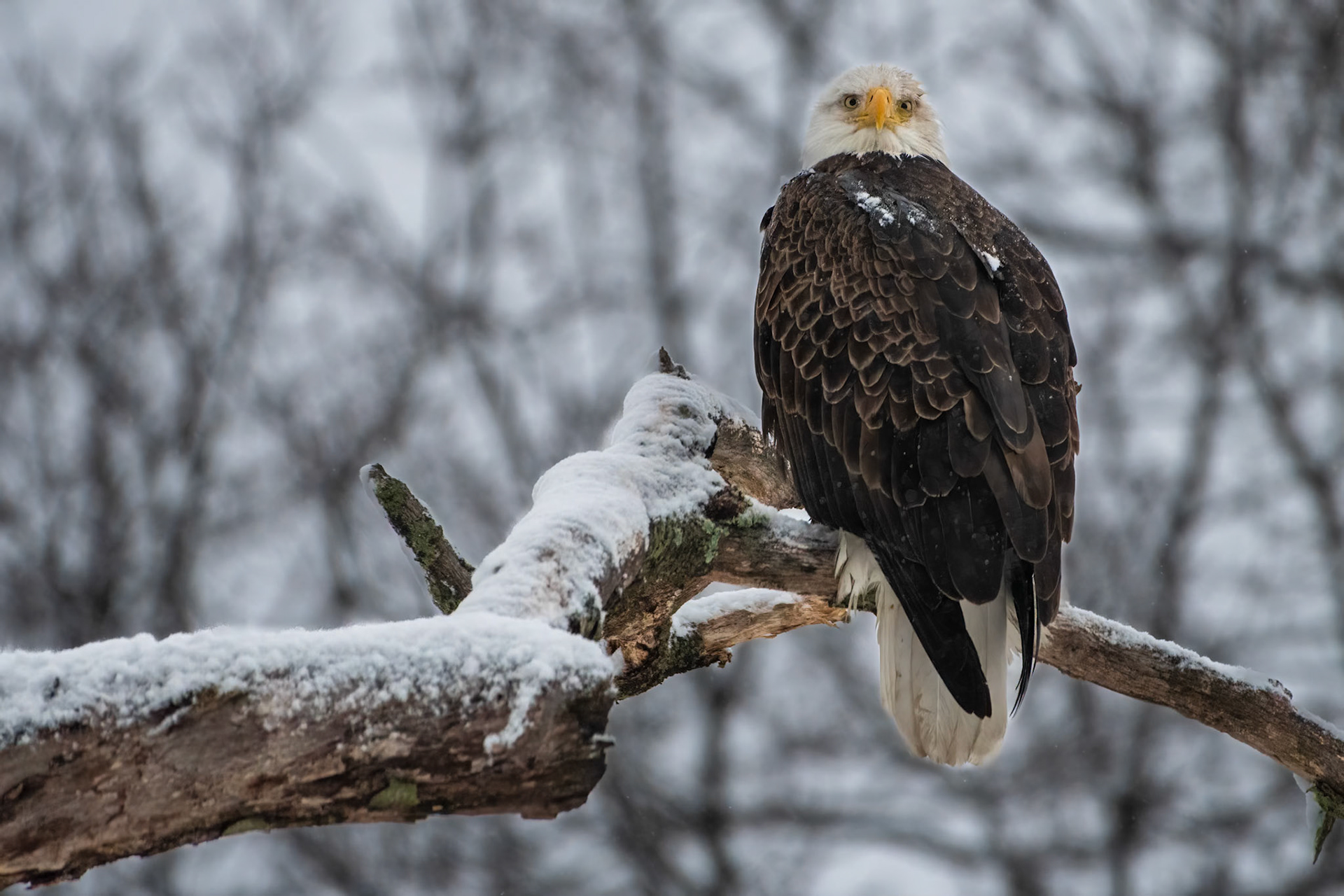 Bald Eagle