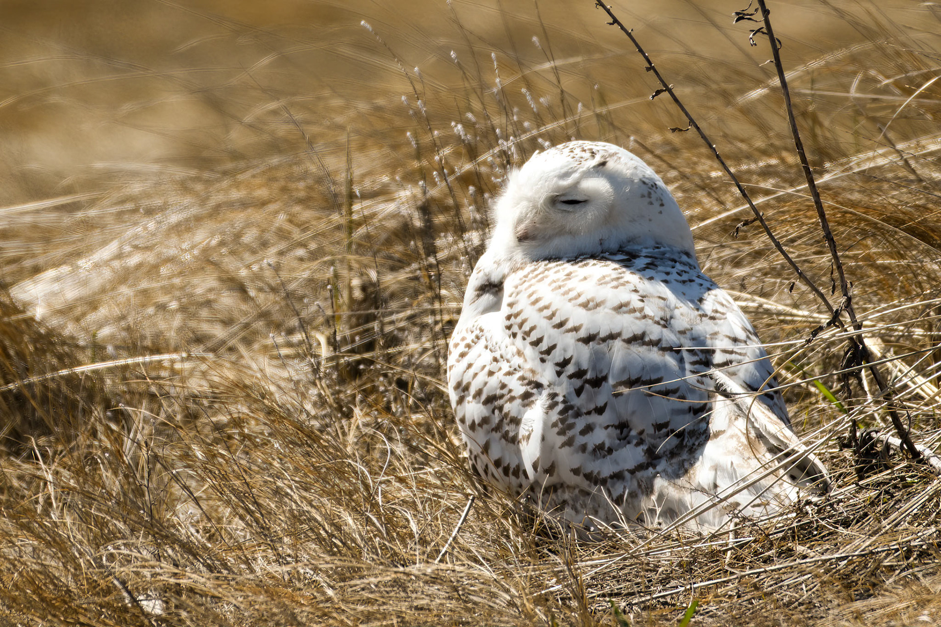 Snowy Owl