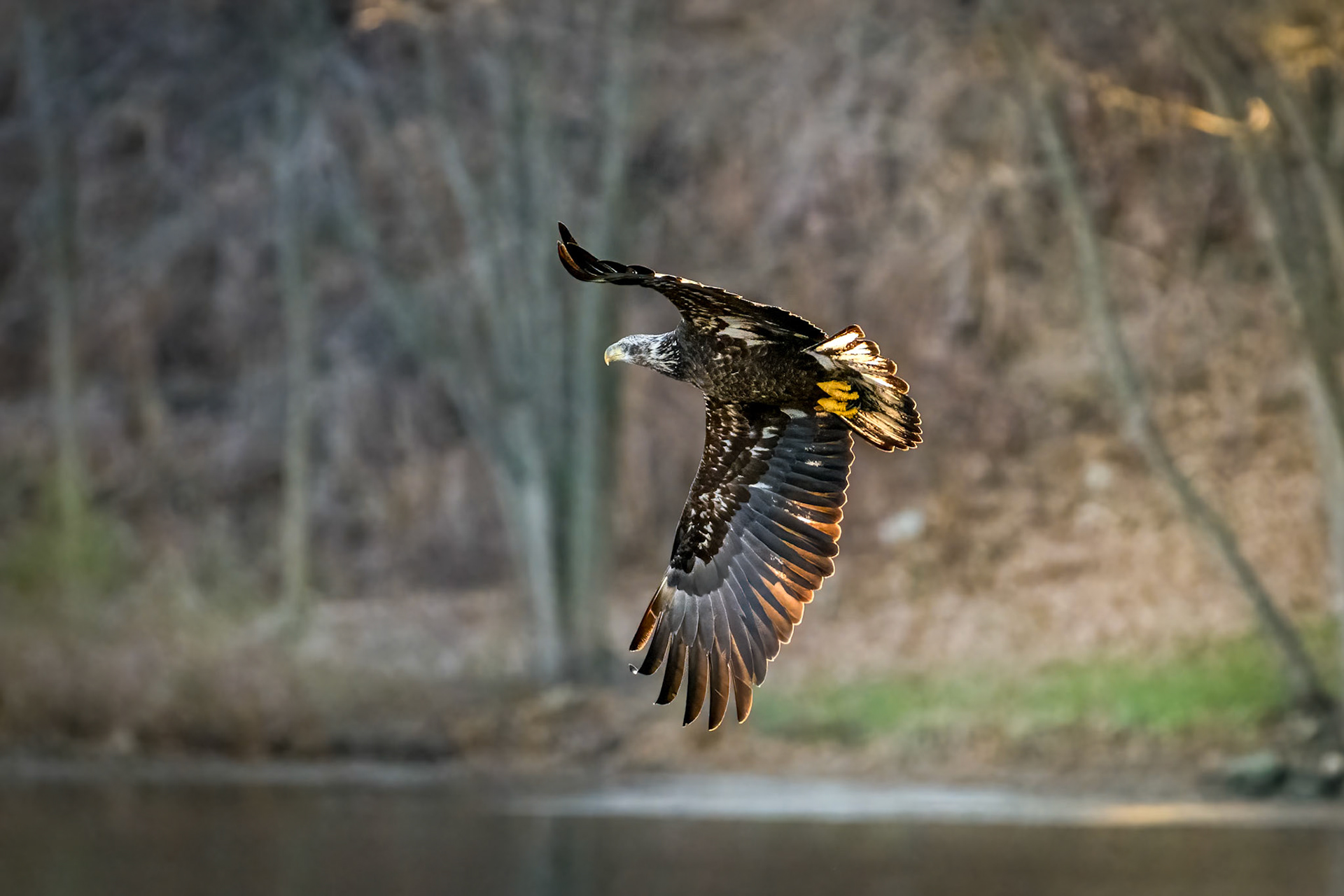 Bald Eagle - Juvenile