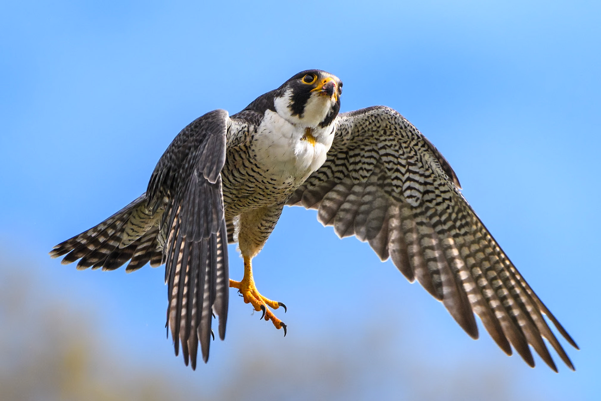 Peregrine Falcon