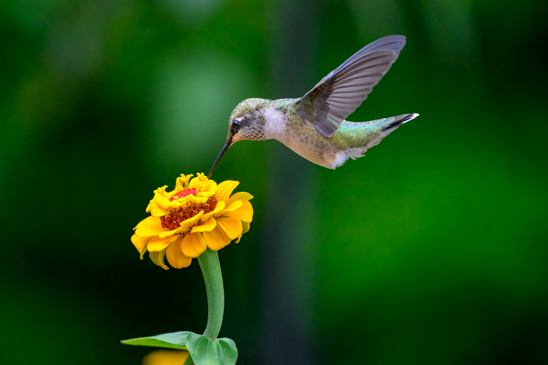 Ruby-throated Hummingbird