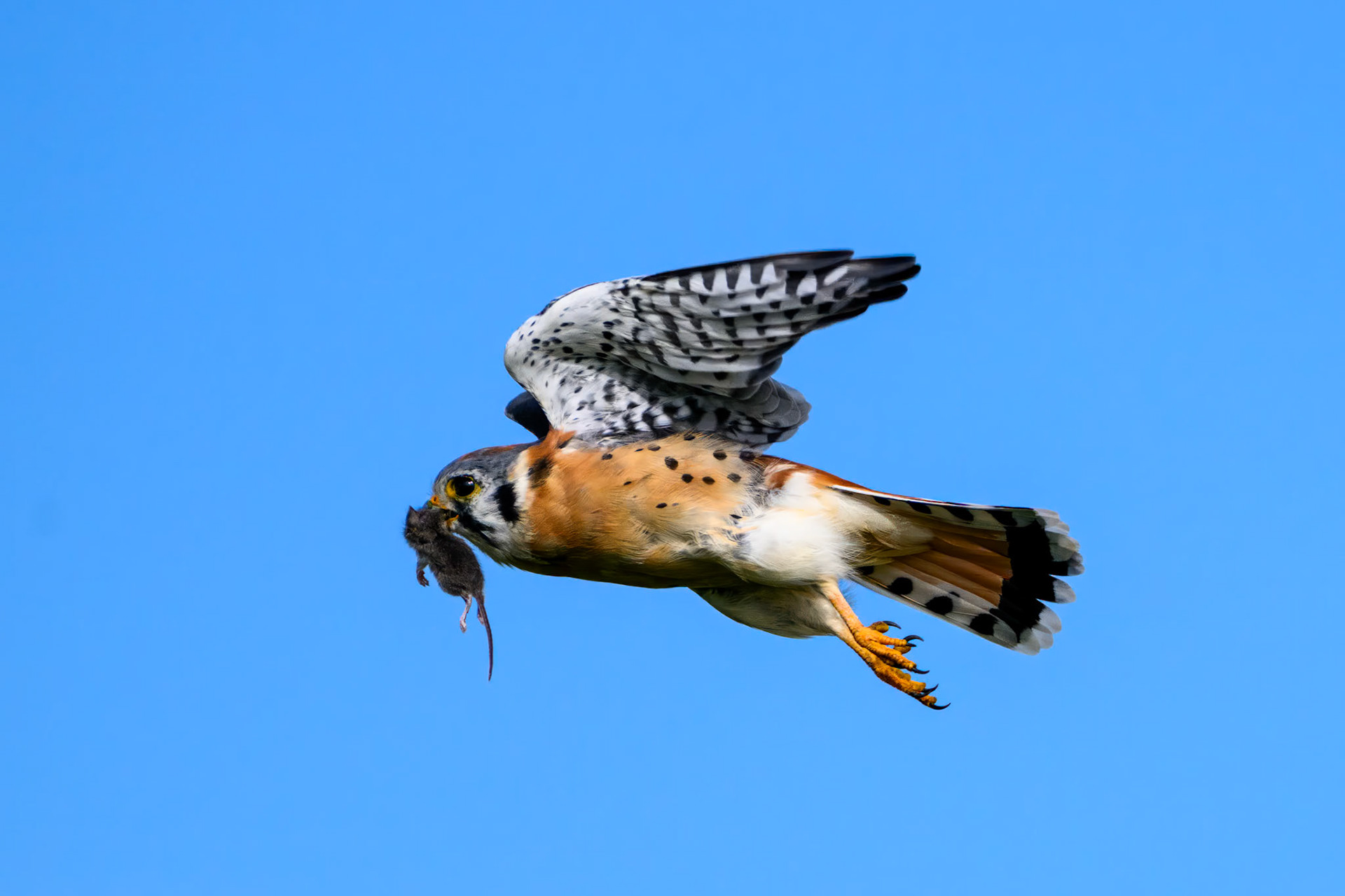 American Kestrel - Male