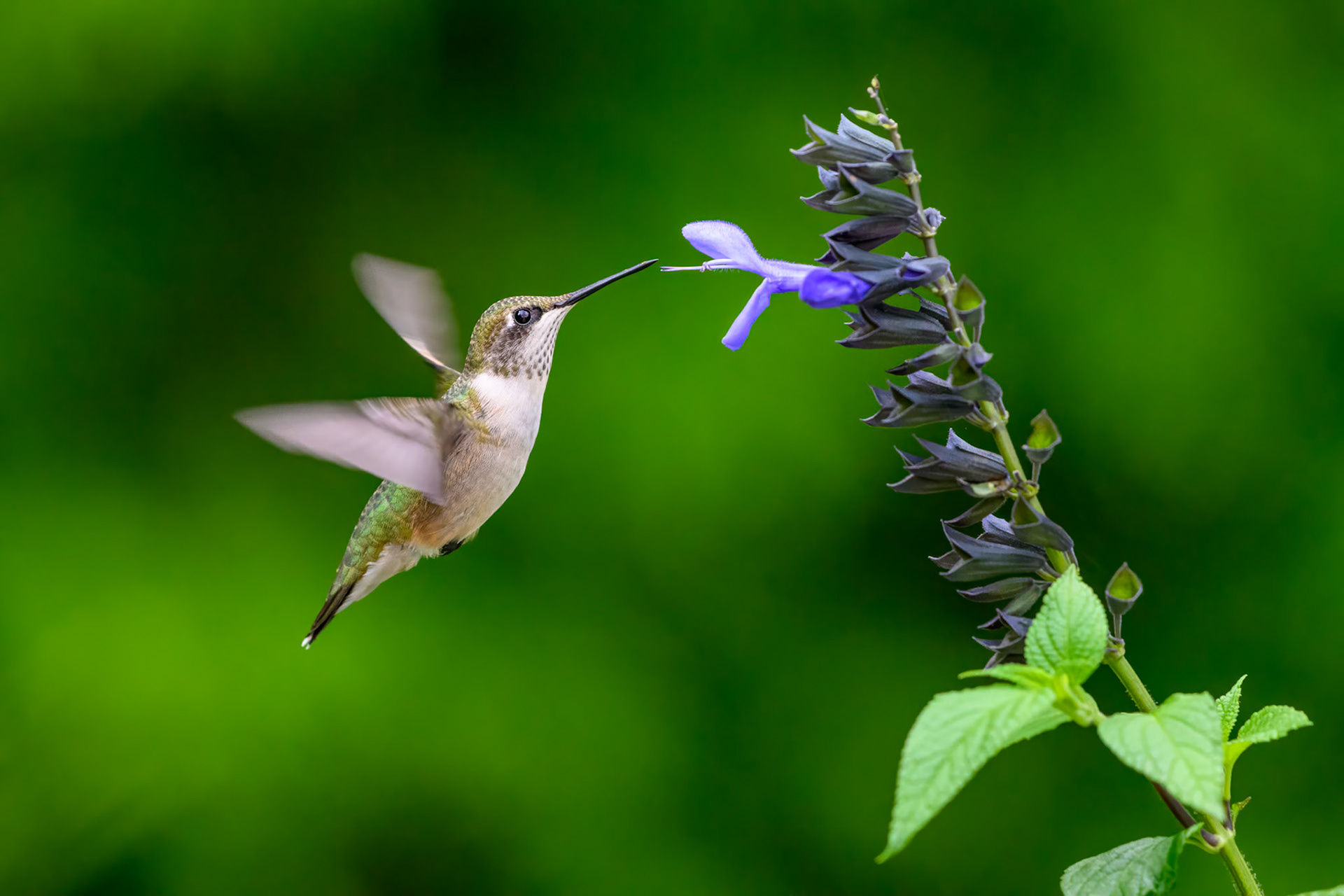 Ruby-throated Hummingbird