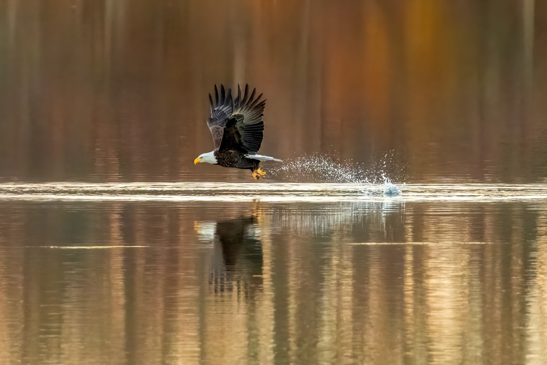 Bald Eagle