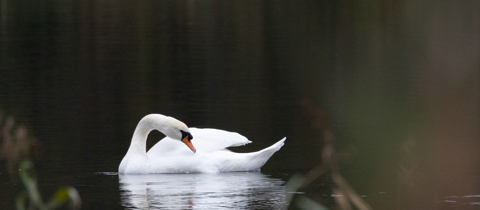 f/7.1   500mm   1/100s   ISO 2500