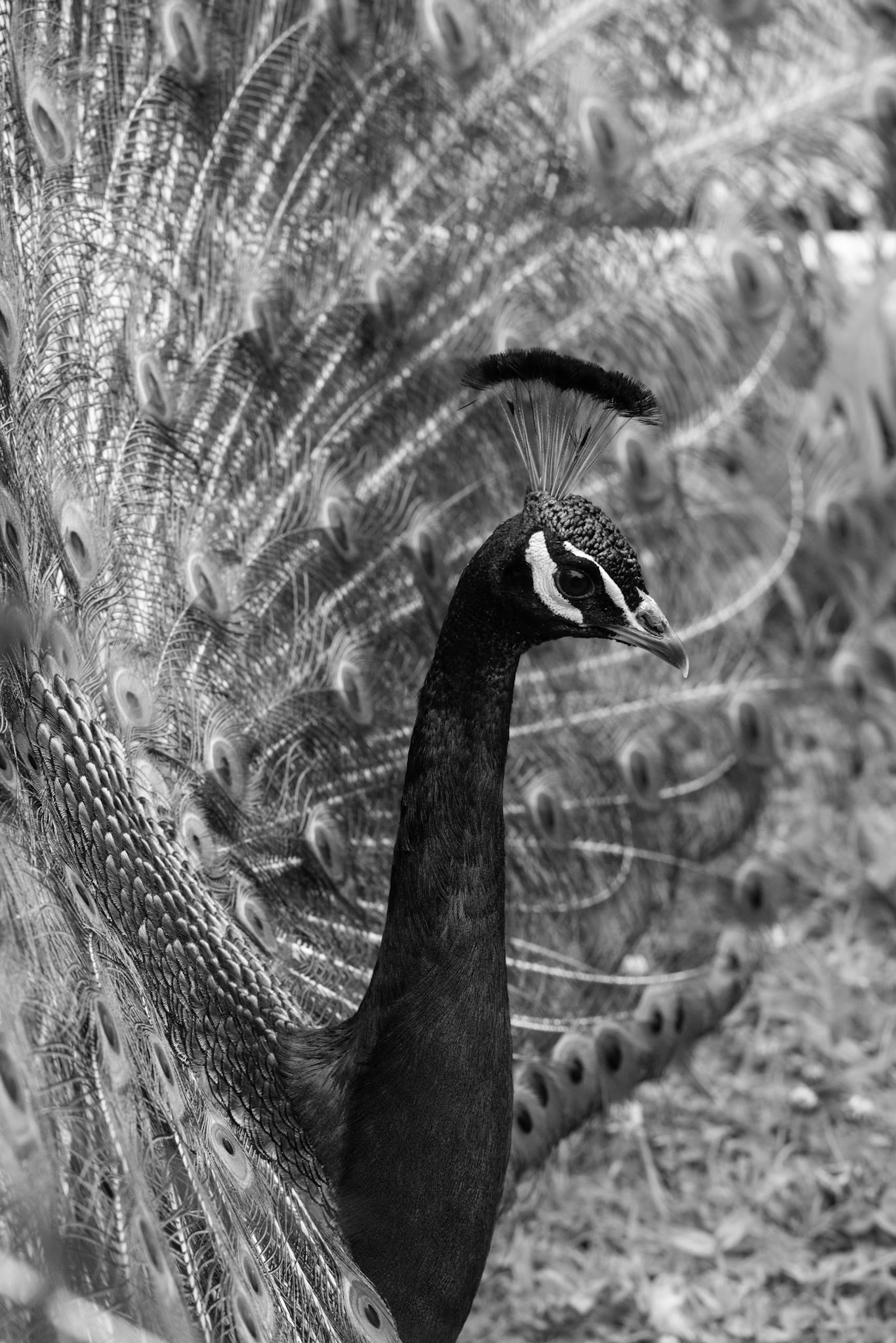 Peacock in Foto