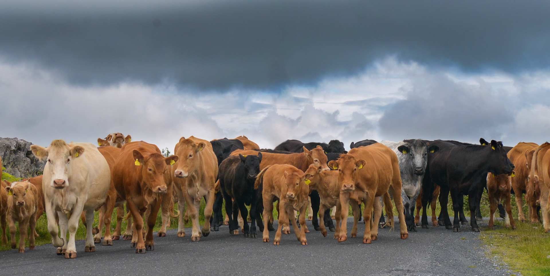 Road trip for Burren Cattle