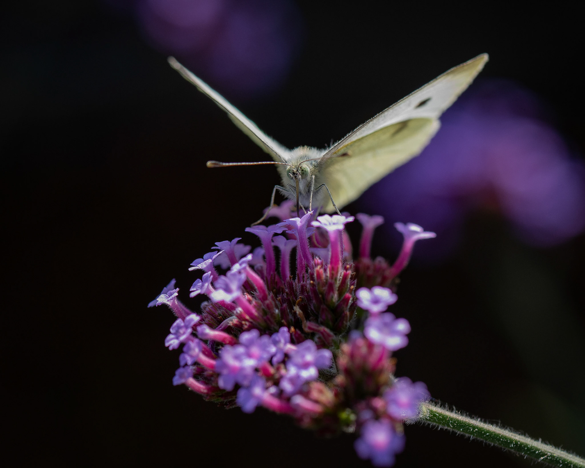 Small WhitePieris rapae, Small White