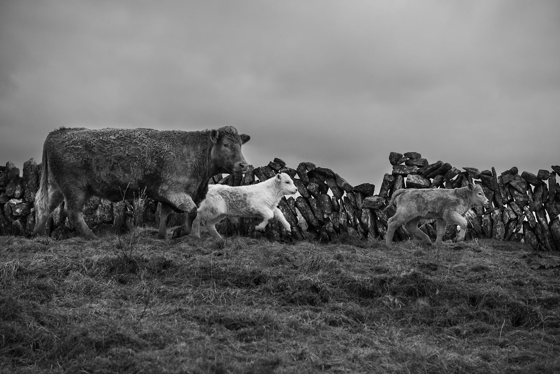 Burren Cattle