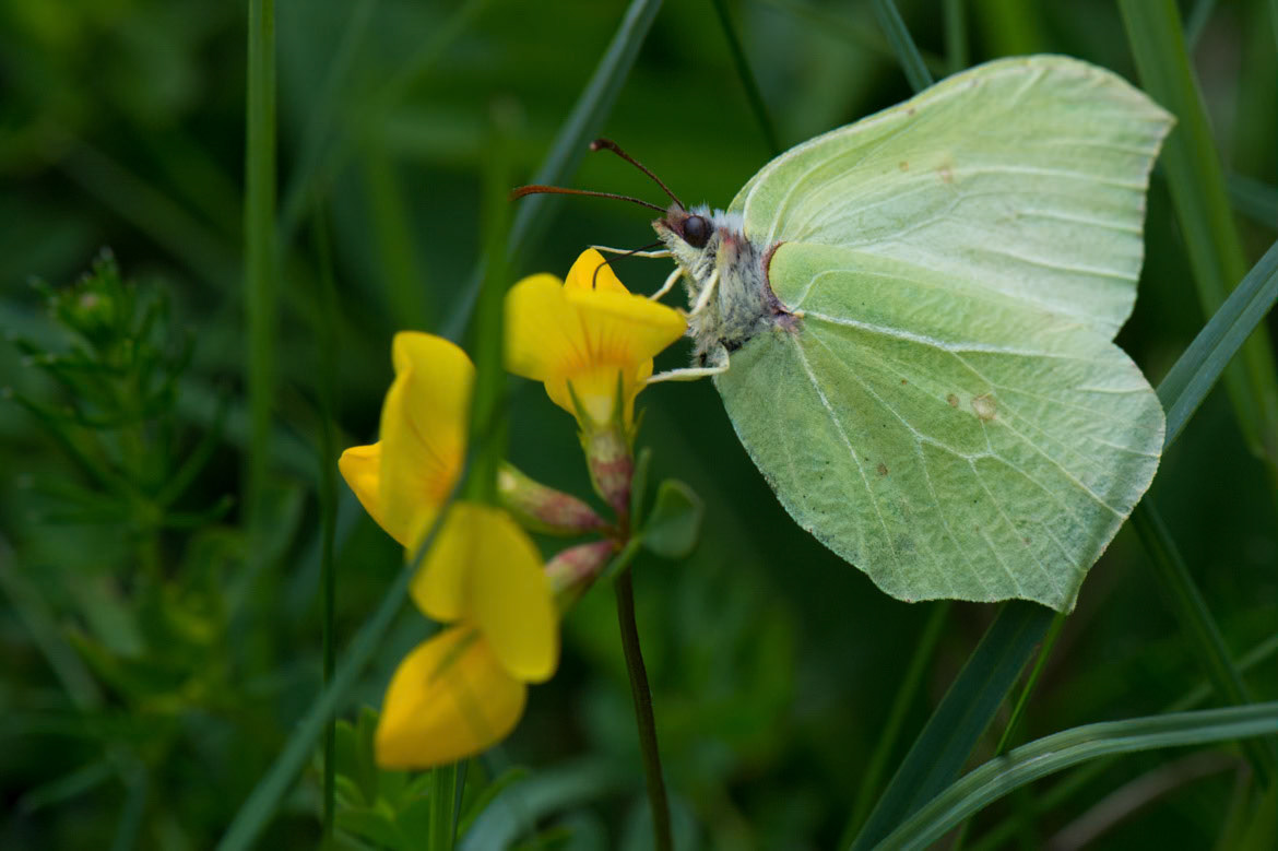 BrimstoneGonepteryx rhamni