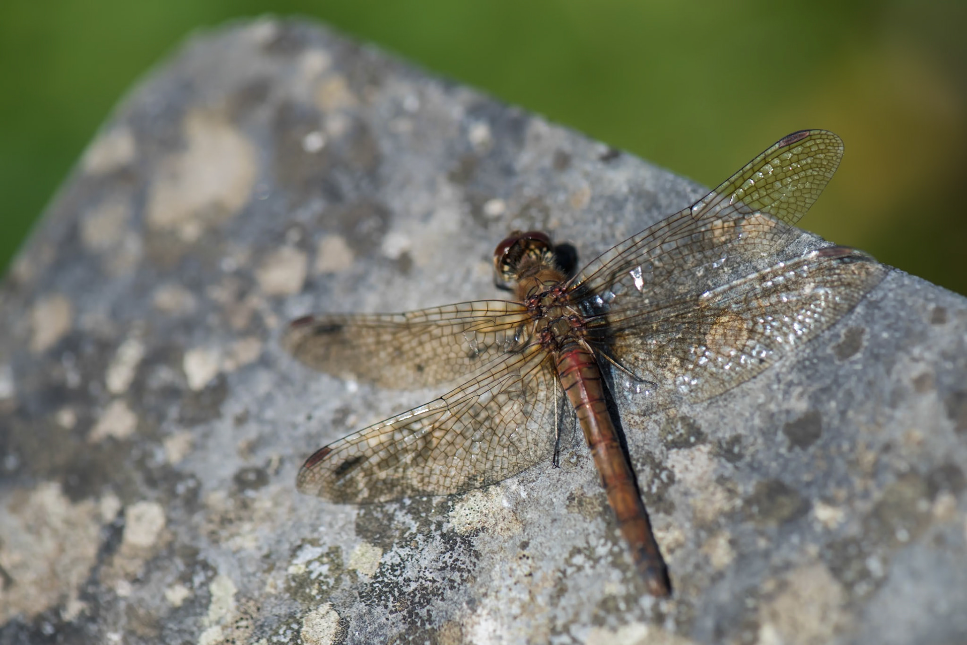Dragonfly
