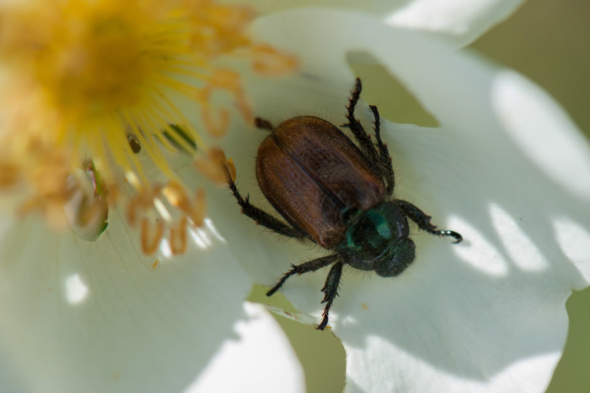 Bug