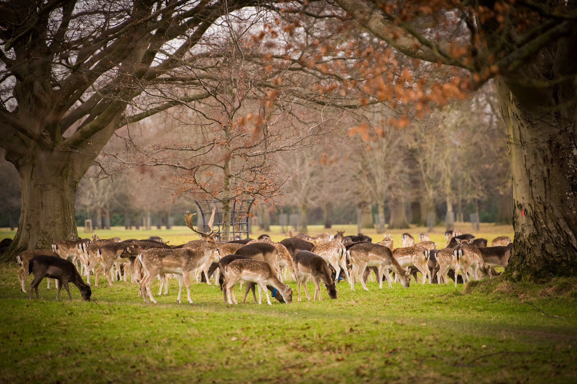 Deer in Phoenix Park, Dublin.
