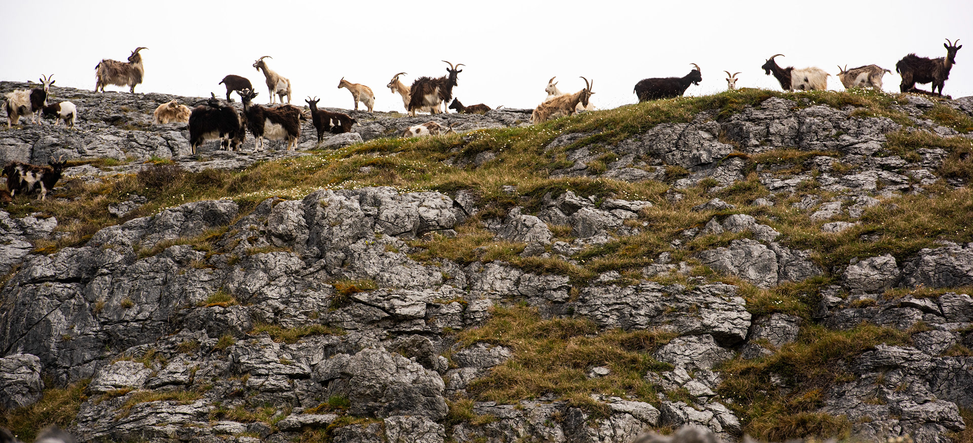 Wild Goats on Burren.