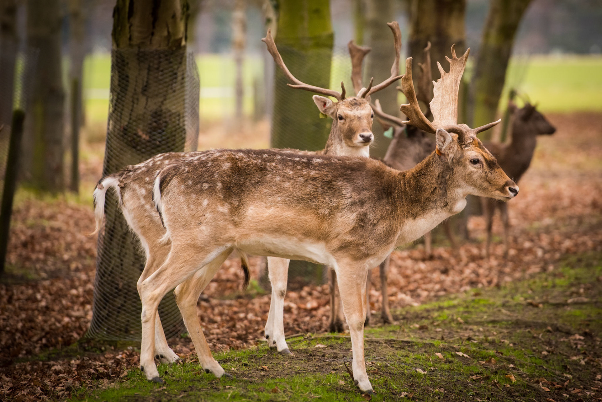 Deer in Phoenix Park, Dublin.