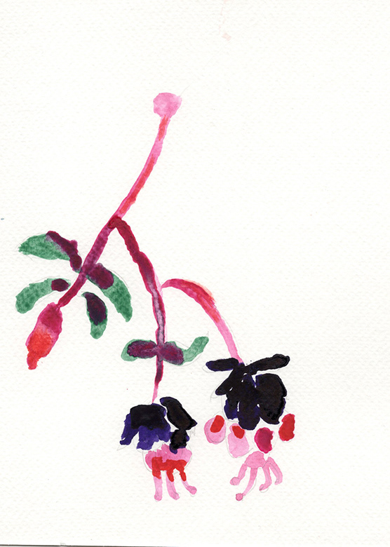Hummingbird Fucshia, watercolor