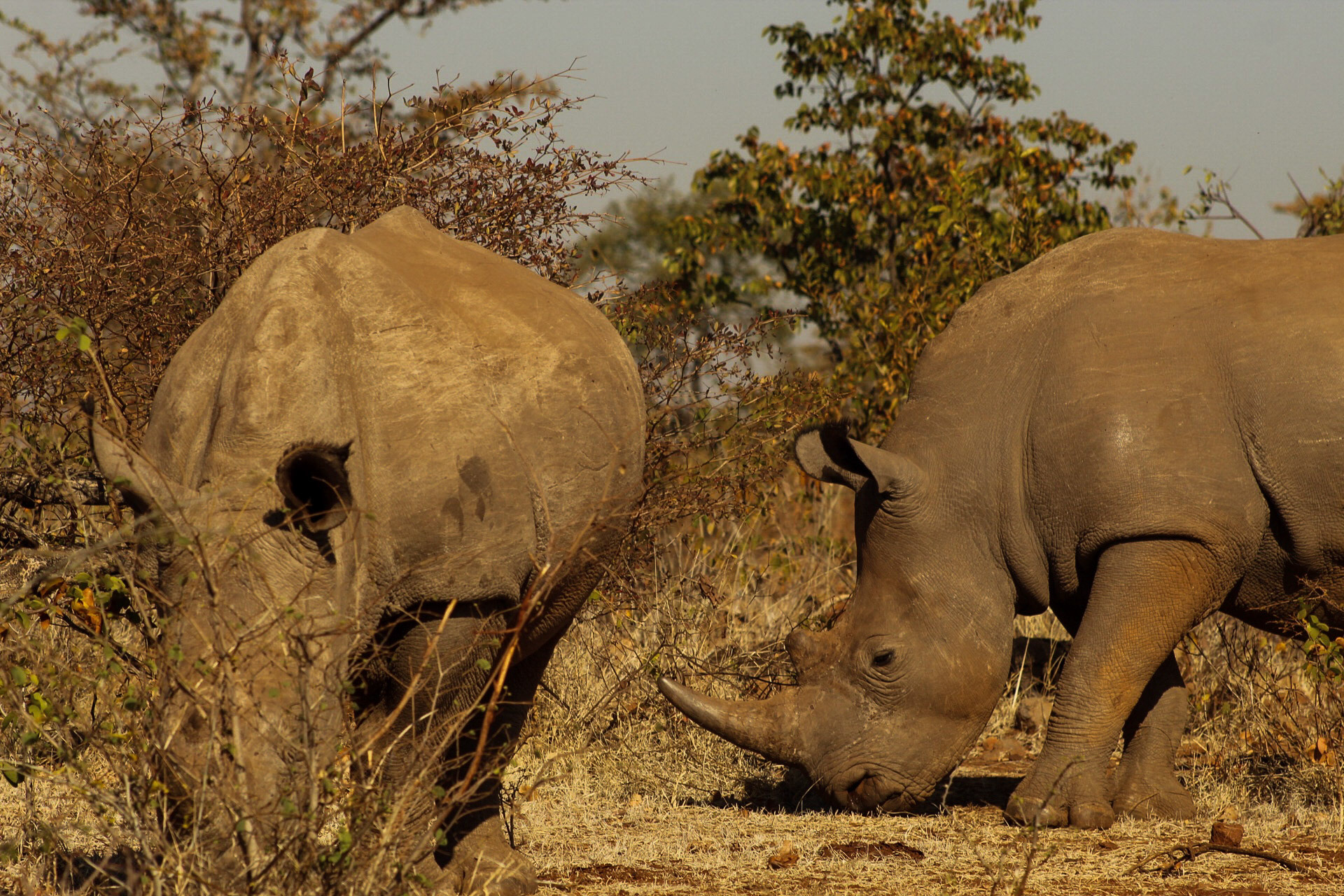 Zimbabwe 25/07/2019