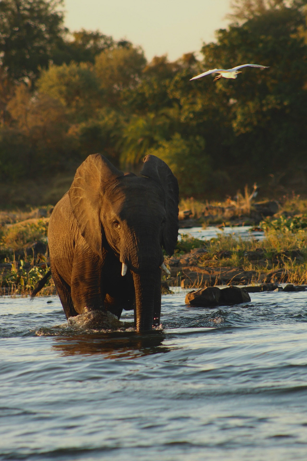 Zambia 23/07/2019
