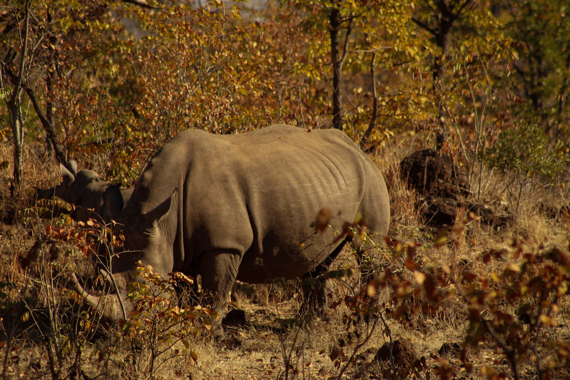 Zimbabwe 25/07/2019