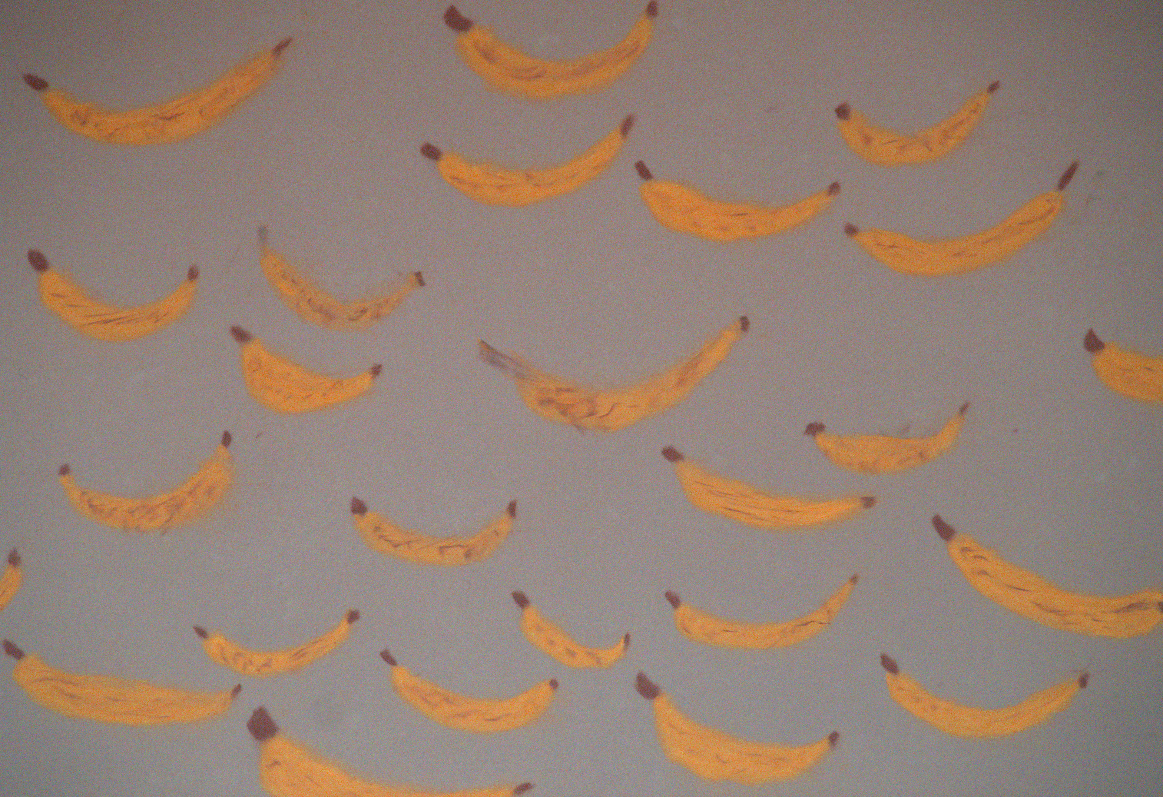 Freeze or Make Bread