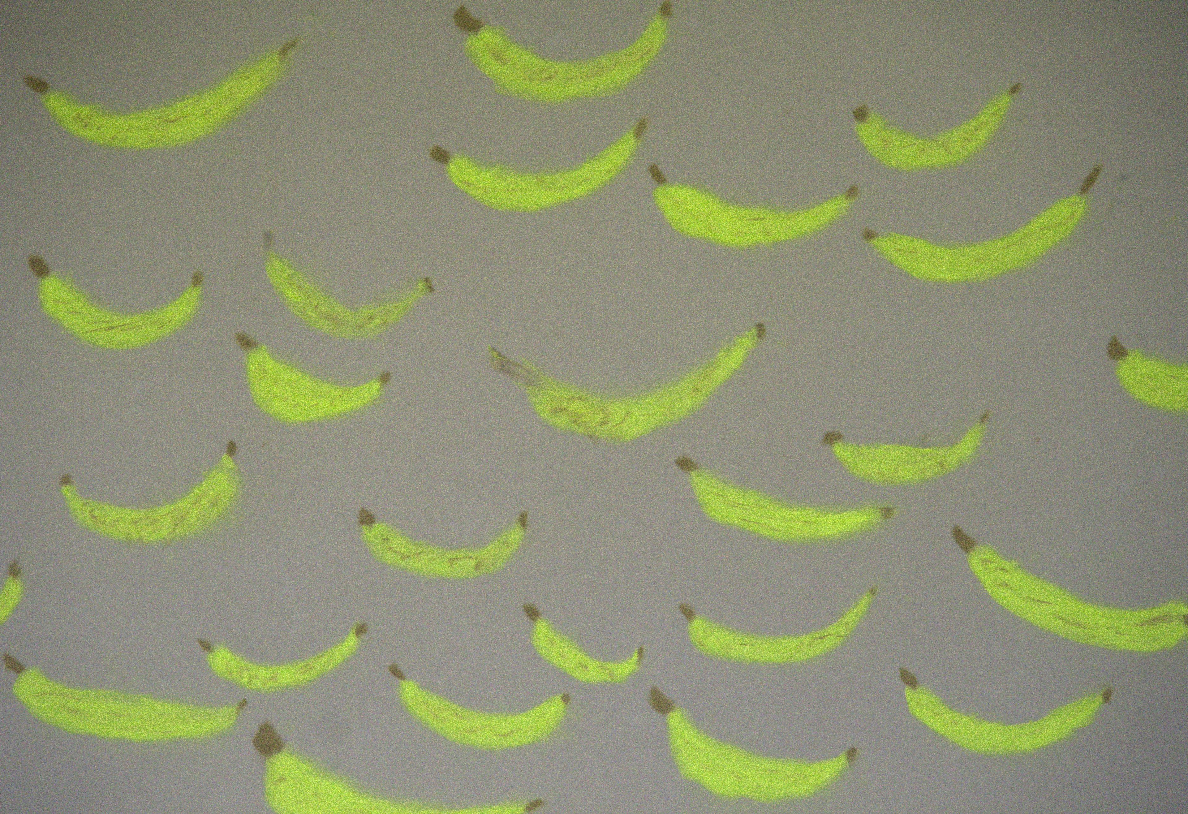 Mellow Yellow Musaceae