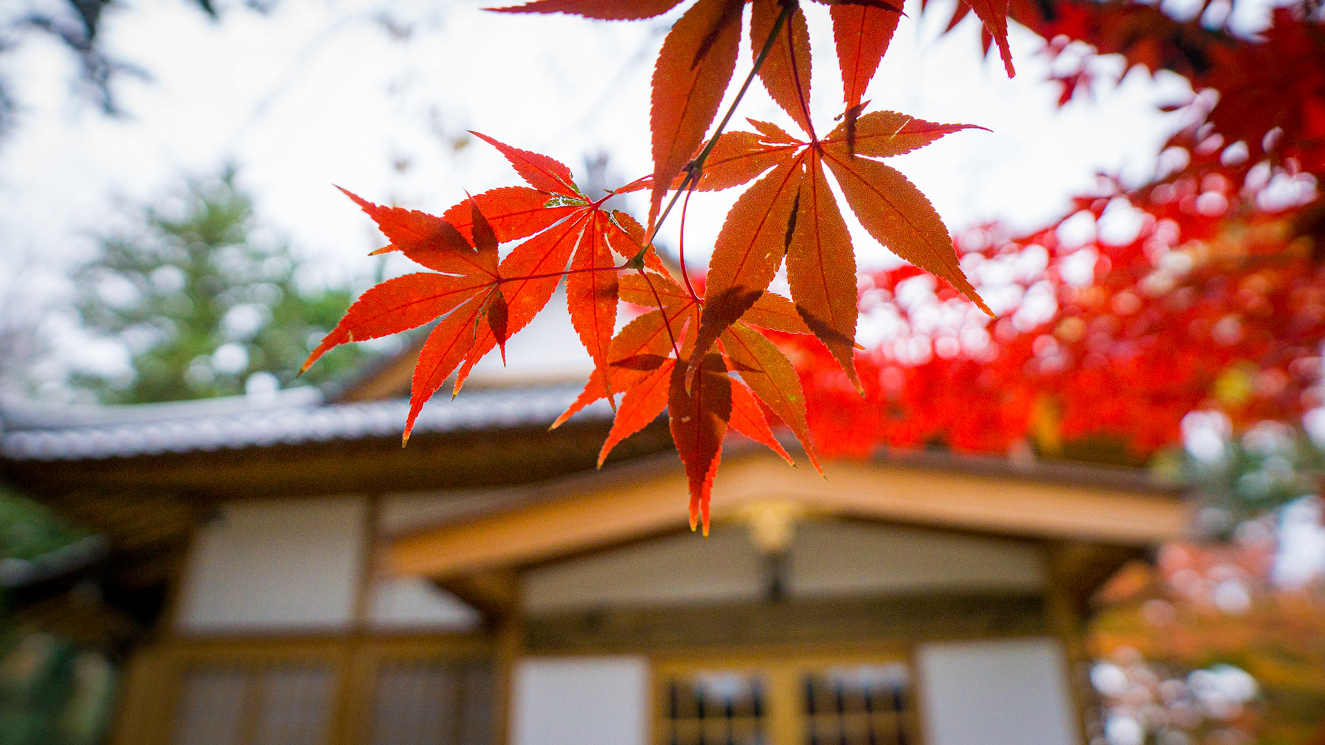 Gotokuji Temple-Tokyo