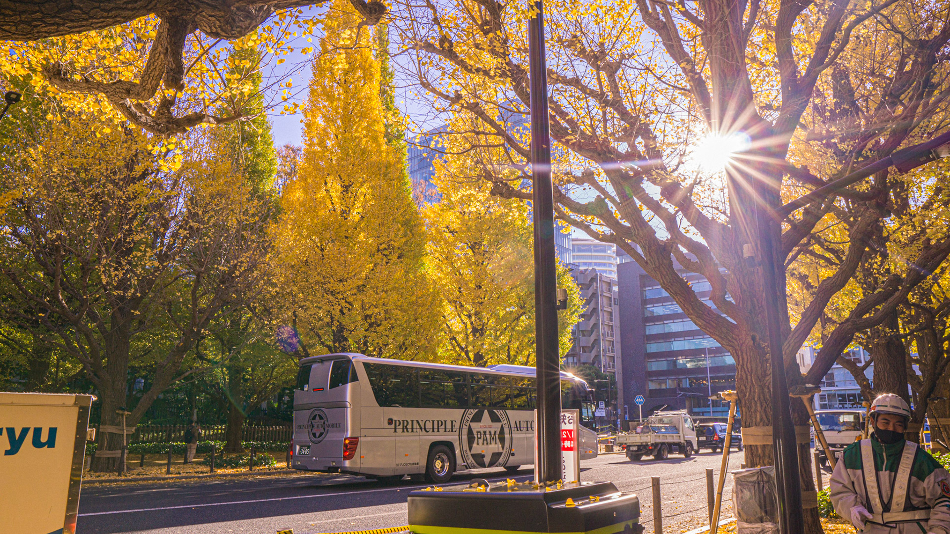 Jingu Gaien Ginko Ave-Tokyo