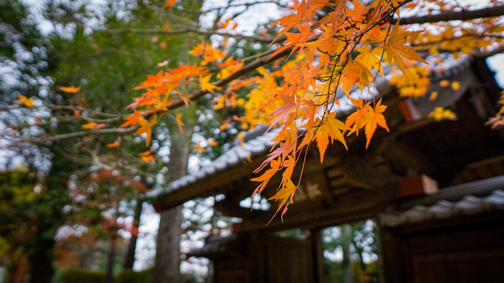 Gotokuji Temple-Tokyo