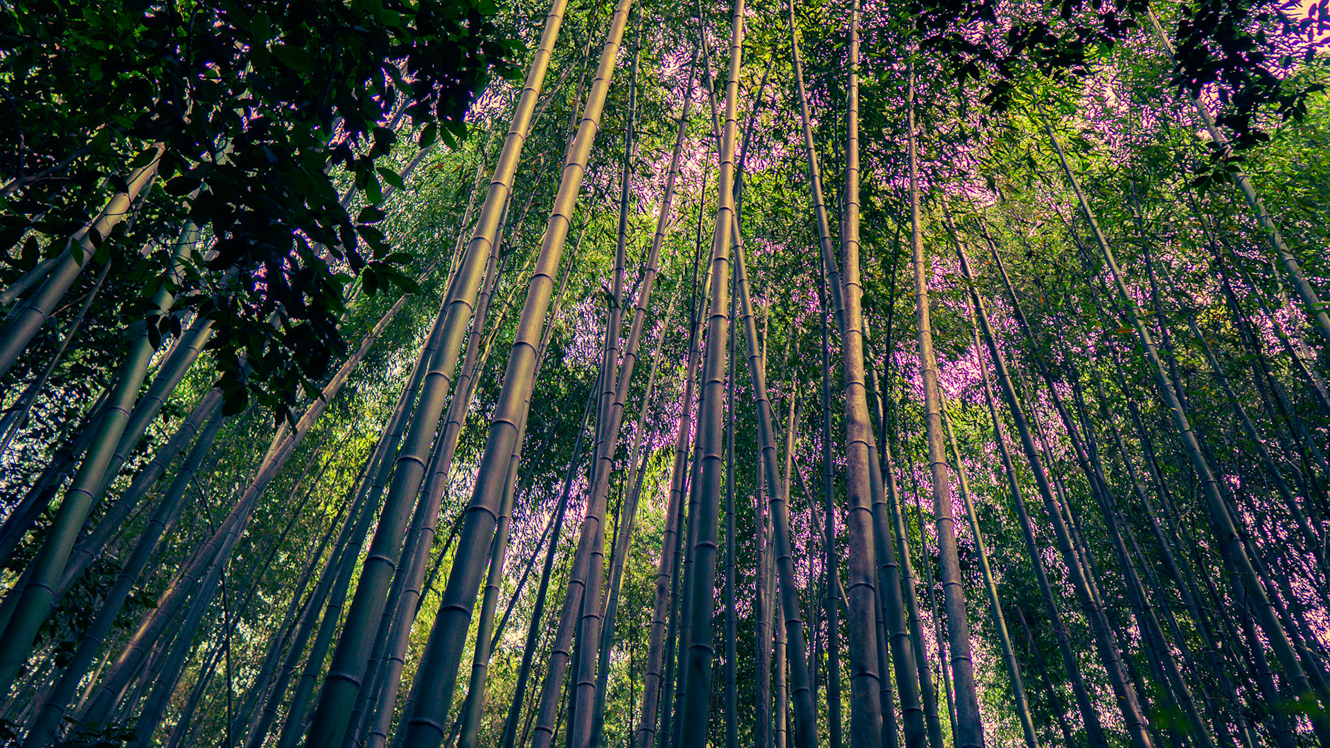 Arashiyama