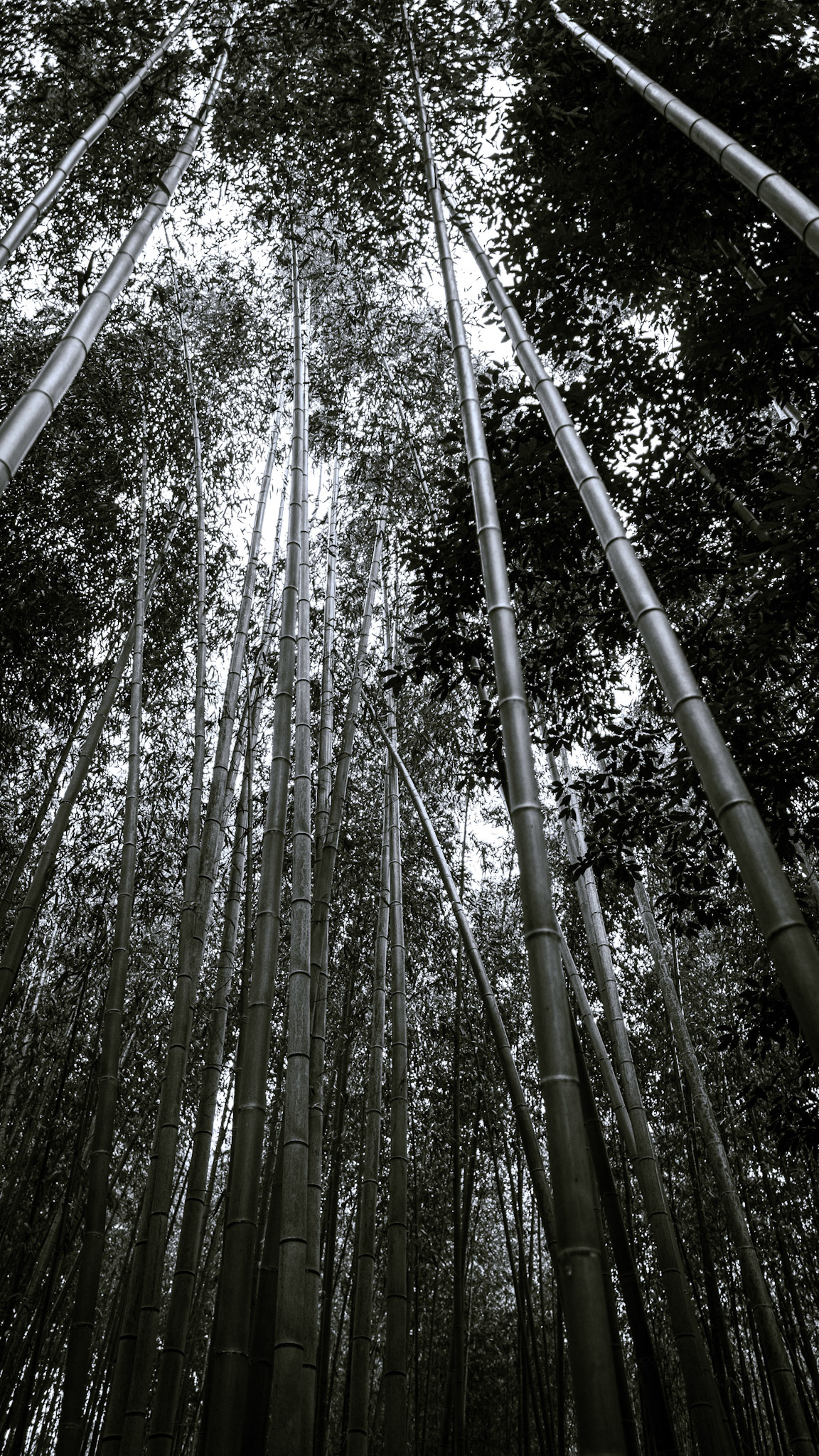 Arashiyama