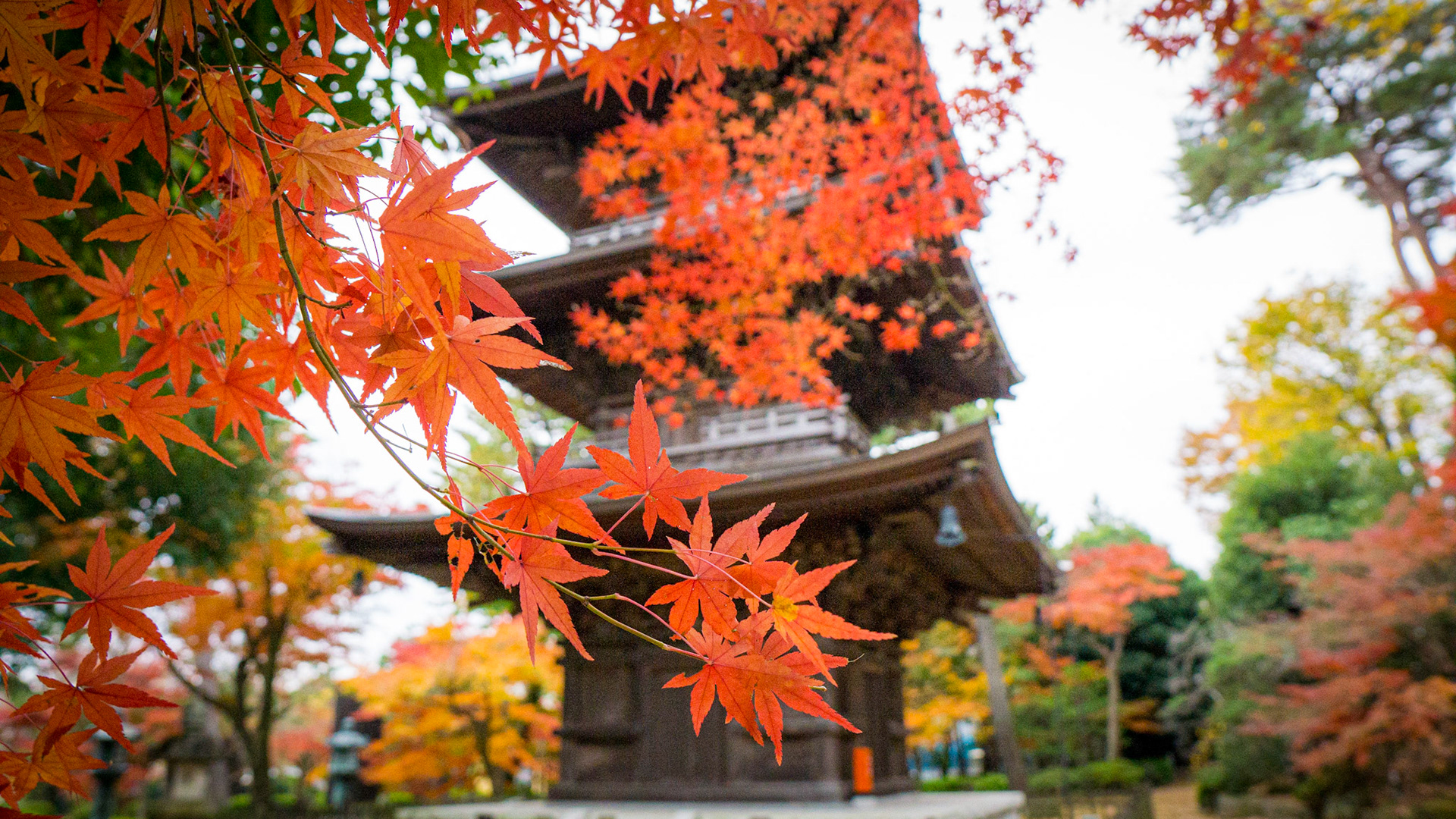 Gotokuji Temple-Tokyo