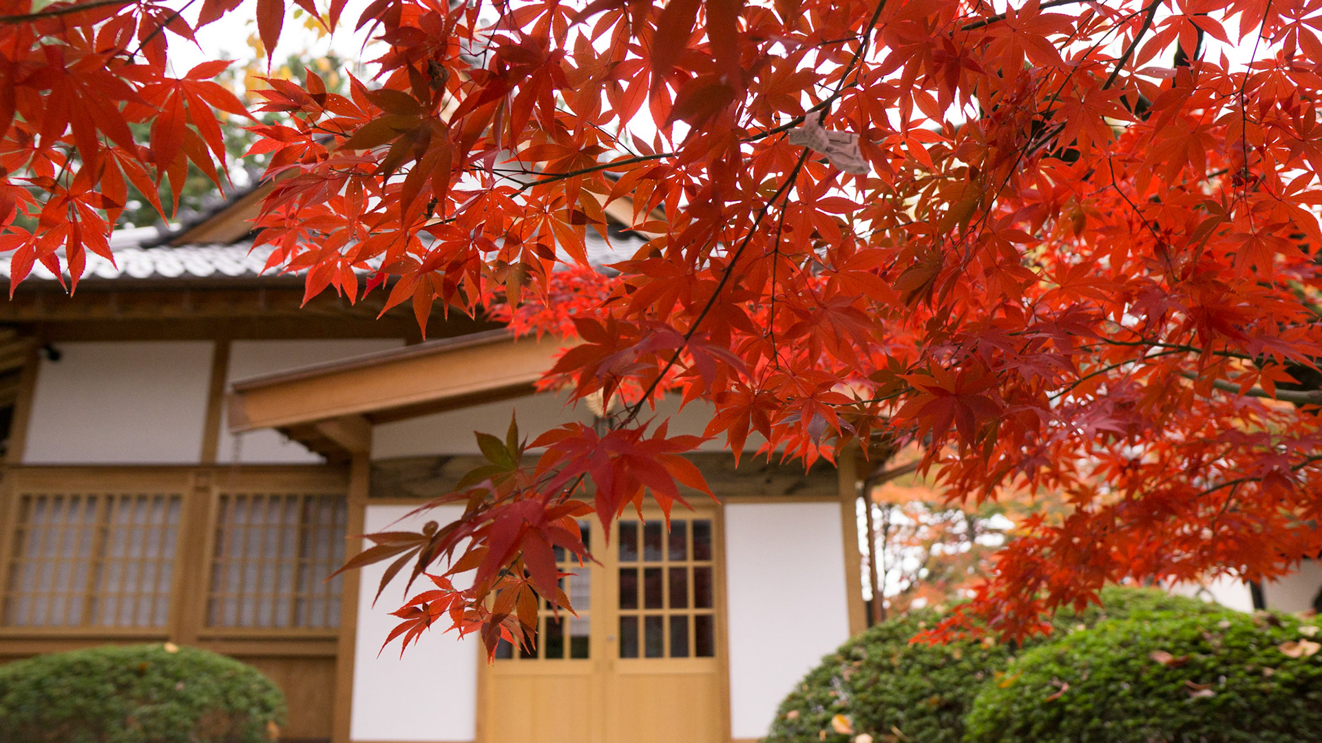 Gotokuji Temple-Tokyo