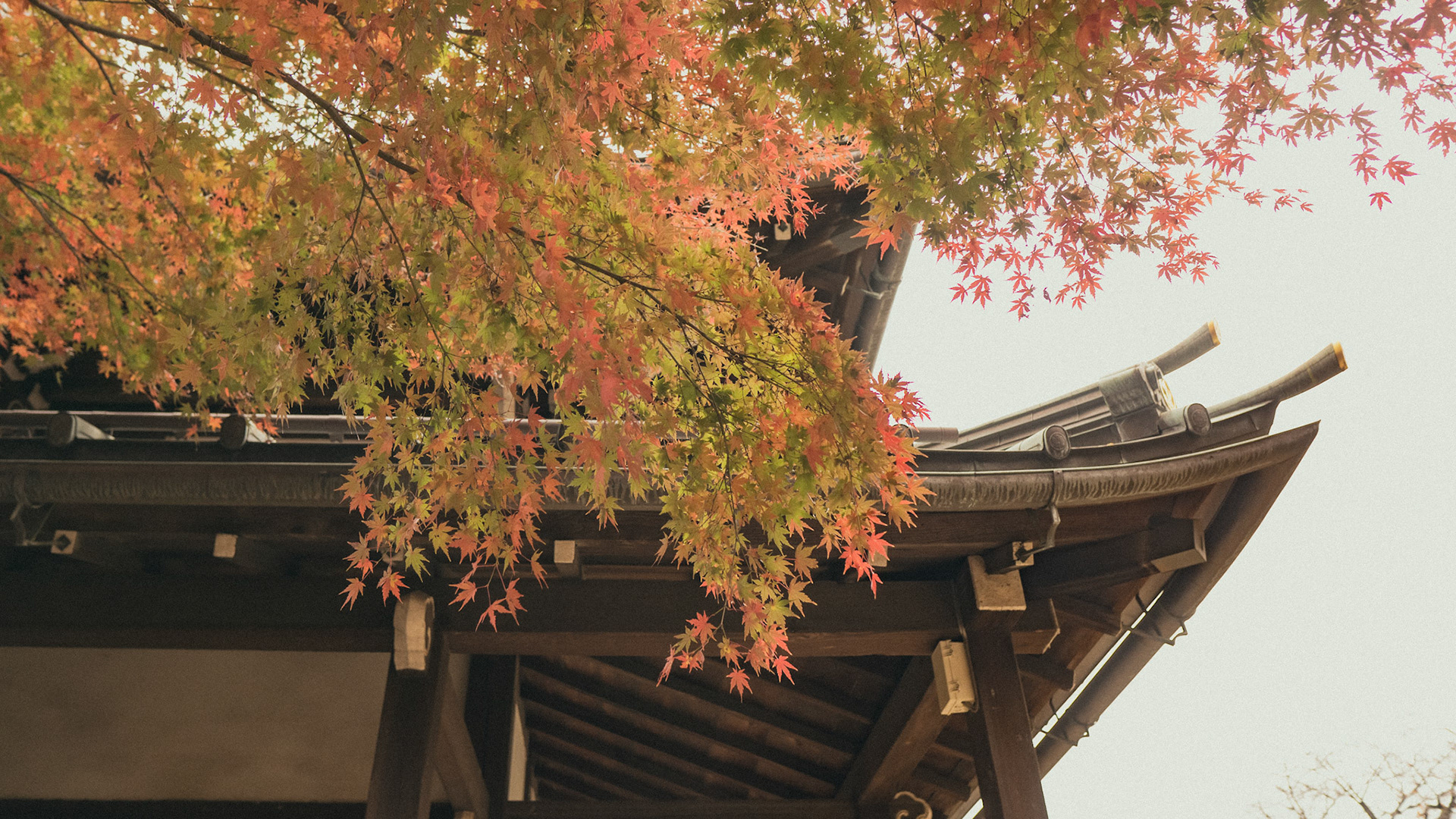 Gotokuji Temple-Tokyo