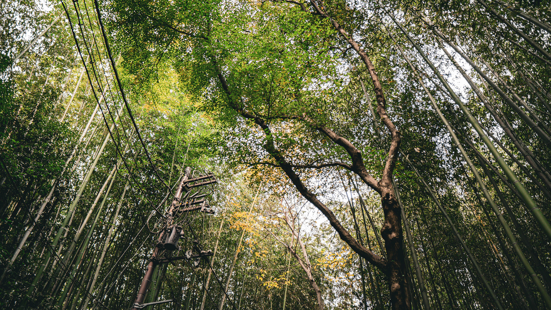 Arashiyama