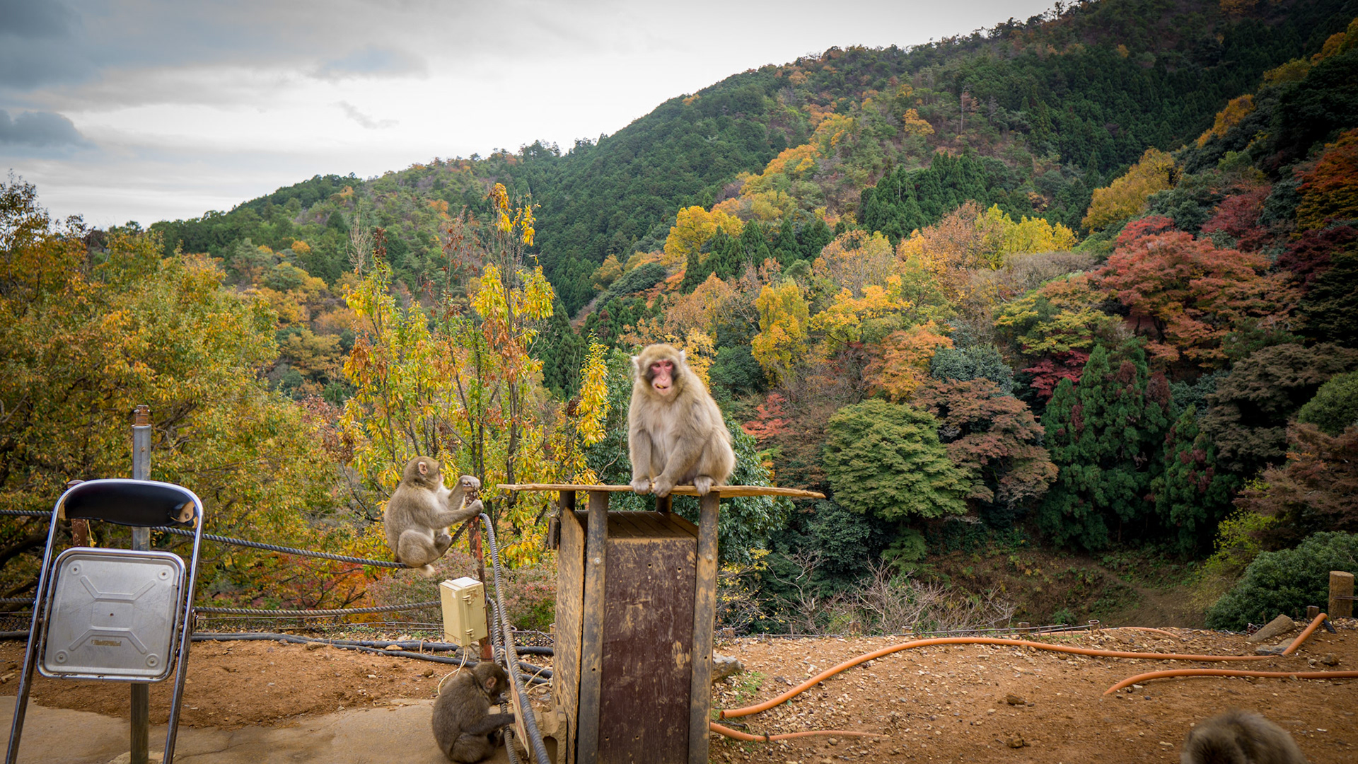 Arashiyama Monkey Park